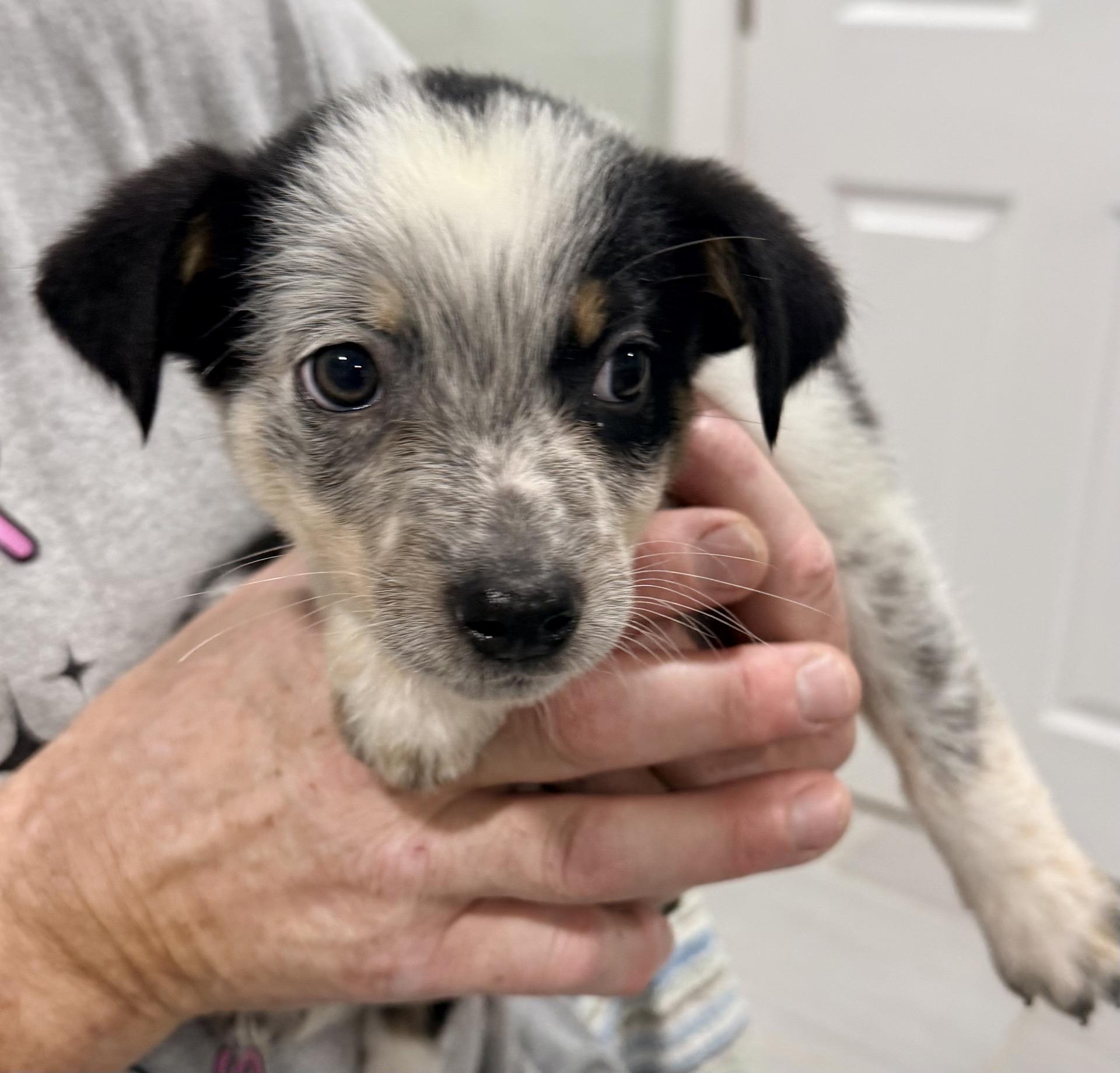 Enlarge Marble, a ADOPTABLE mixed breed in Copiague, NY image 1/1