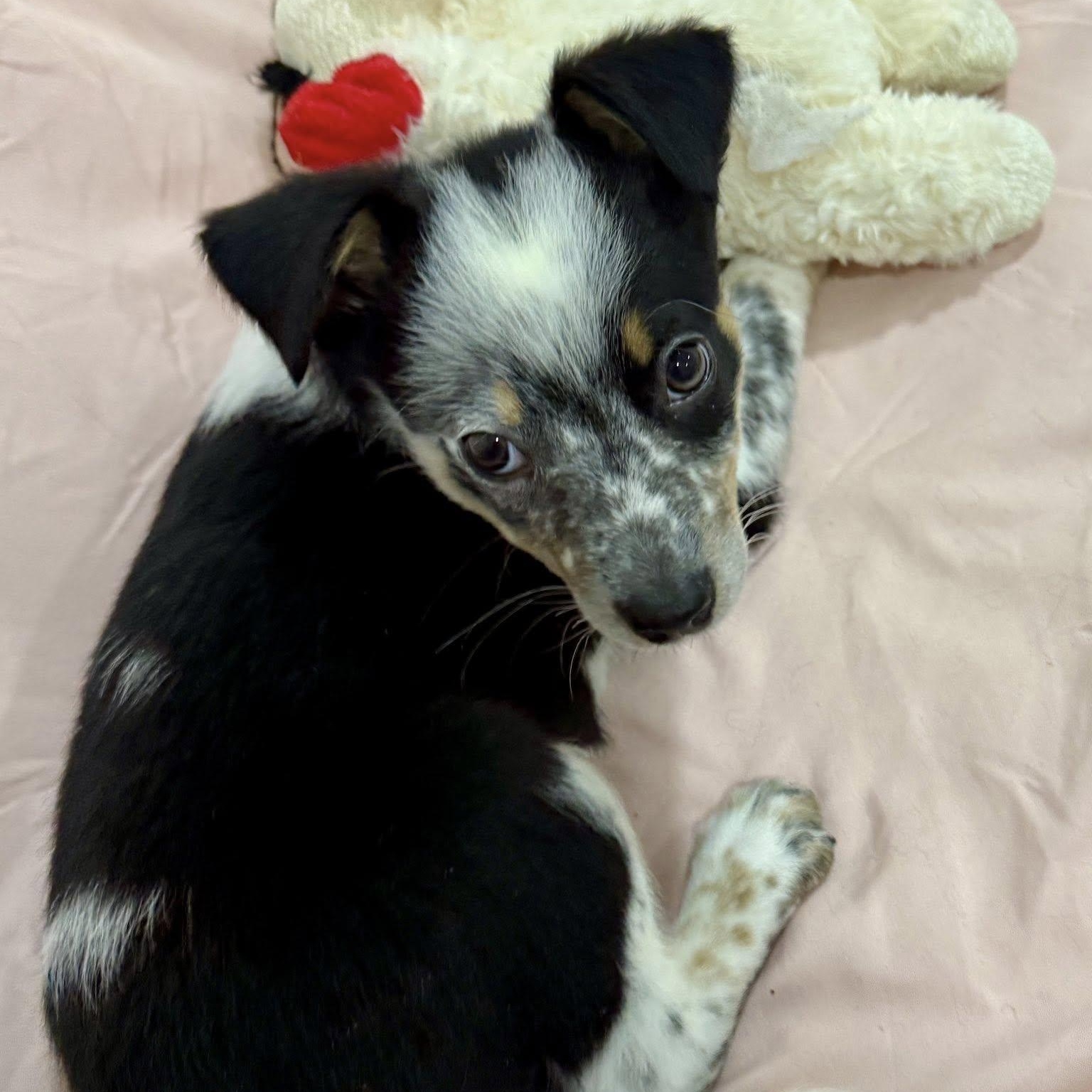 Enlarge Marble, an adopted mixed breed in Copiague, NY image 3/6