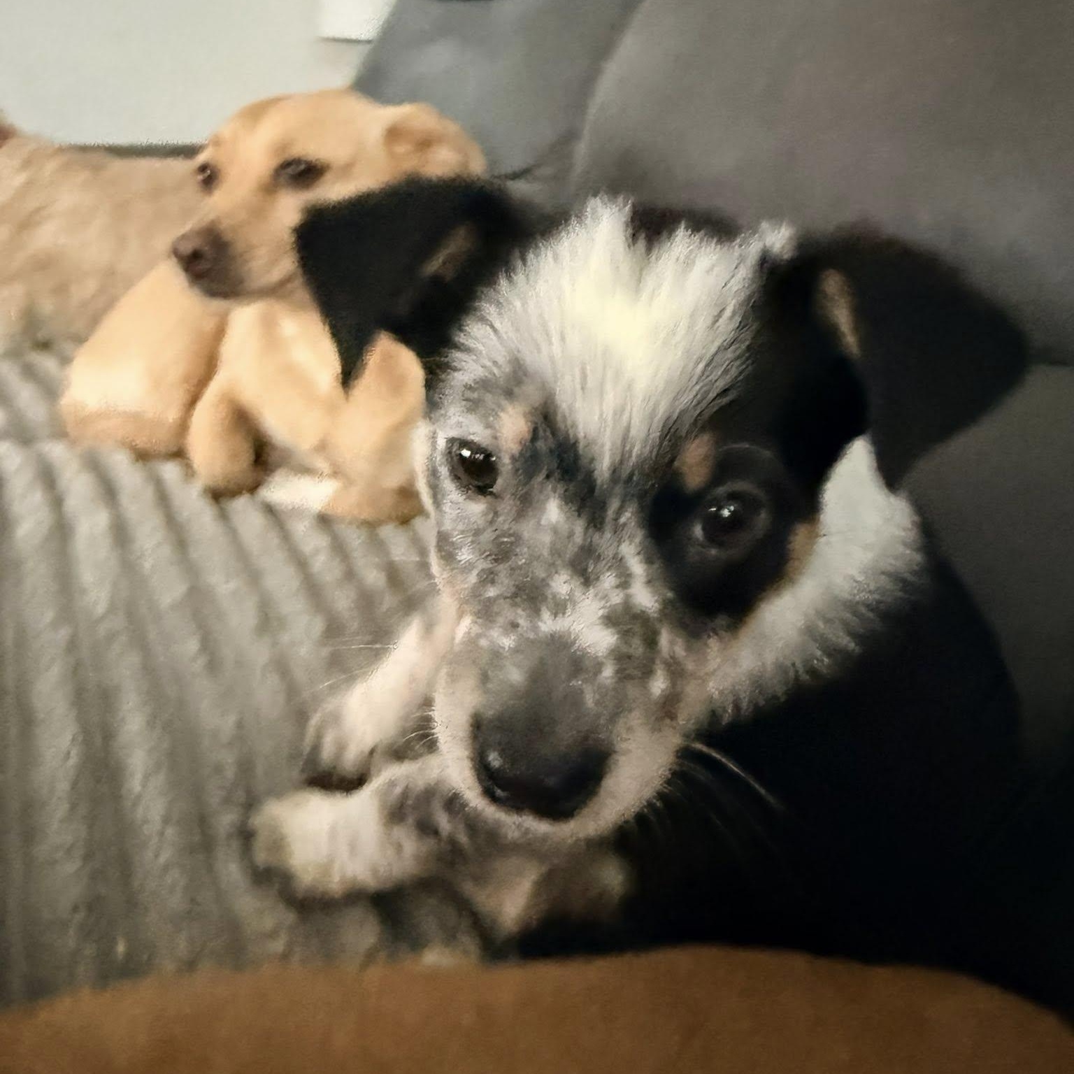 Enlarge Marble, an adopted mixed breed in Copiague, NY image 2/6