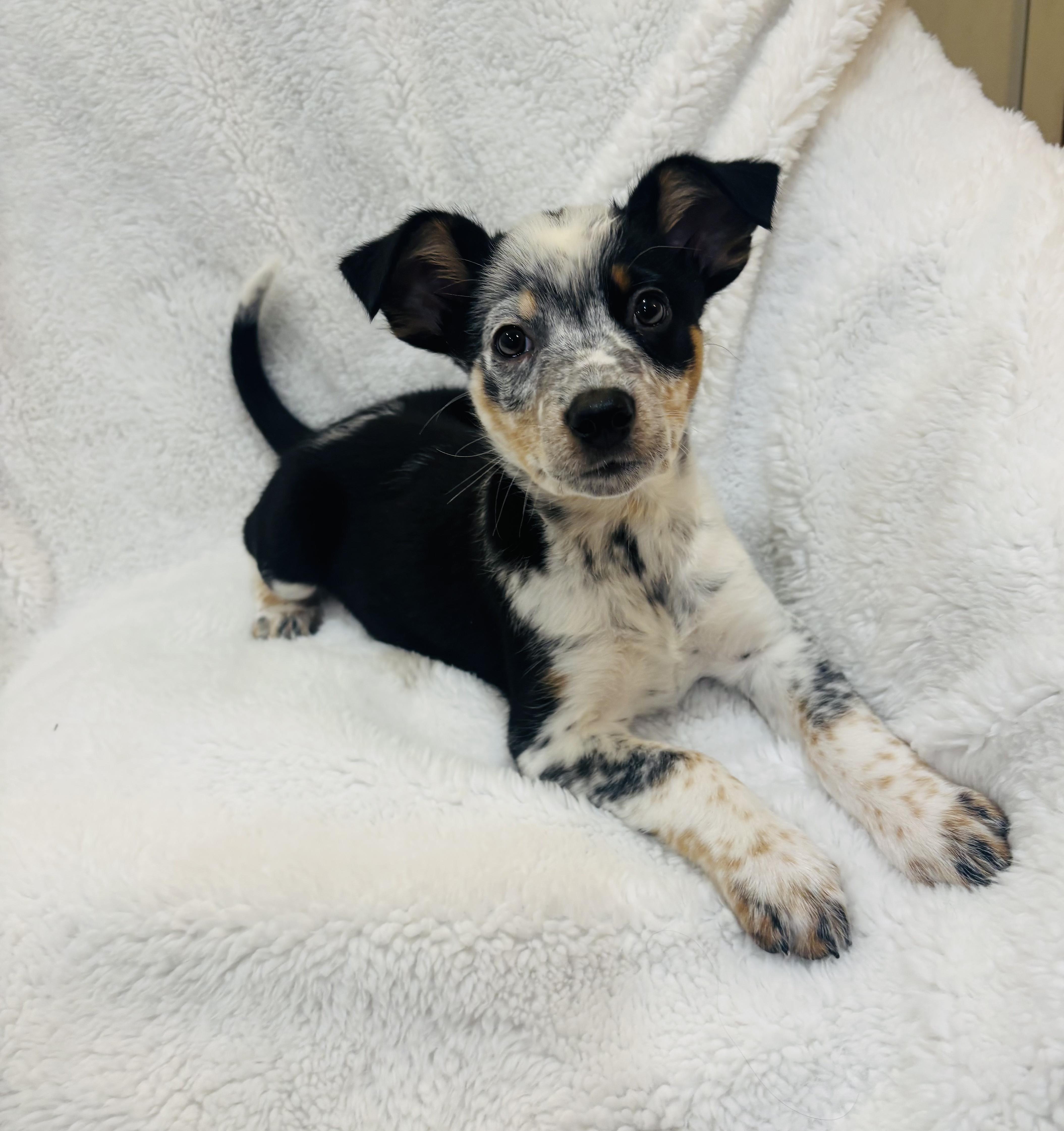 Enlarge Marble, an adopted mixed breed in Copiague, NY image 4/6