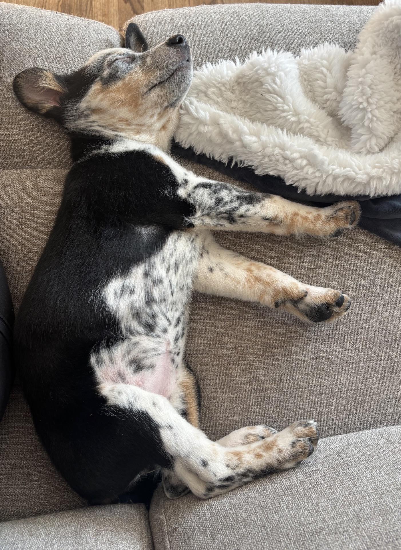 Enlarge Marble, an adopted mixed breed in Copiague, NY image 6/6