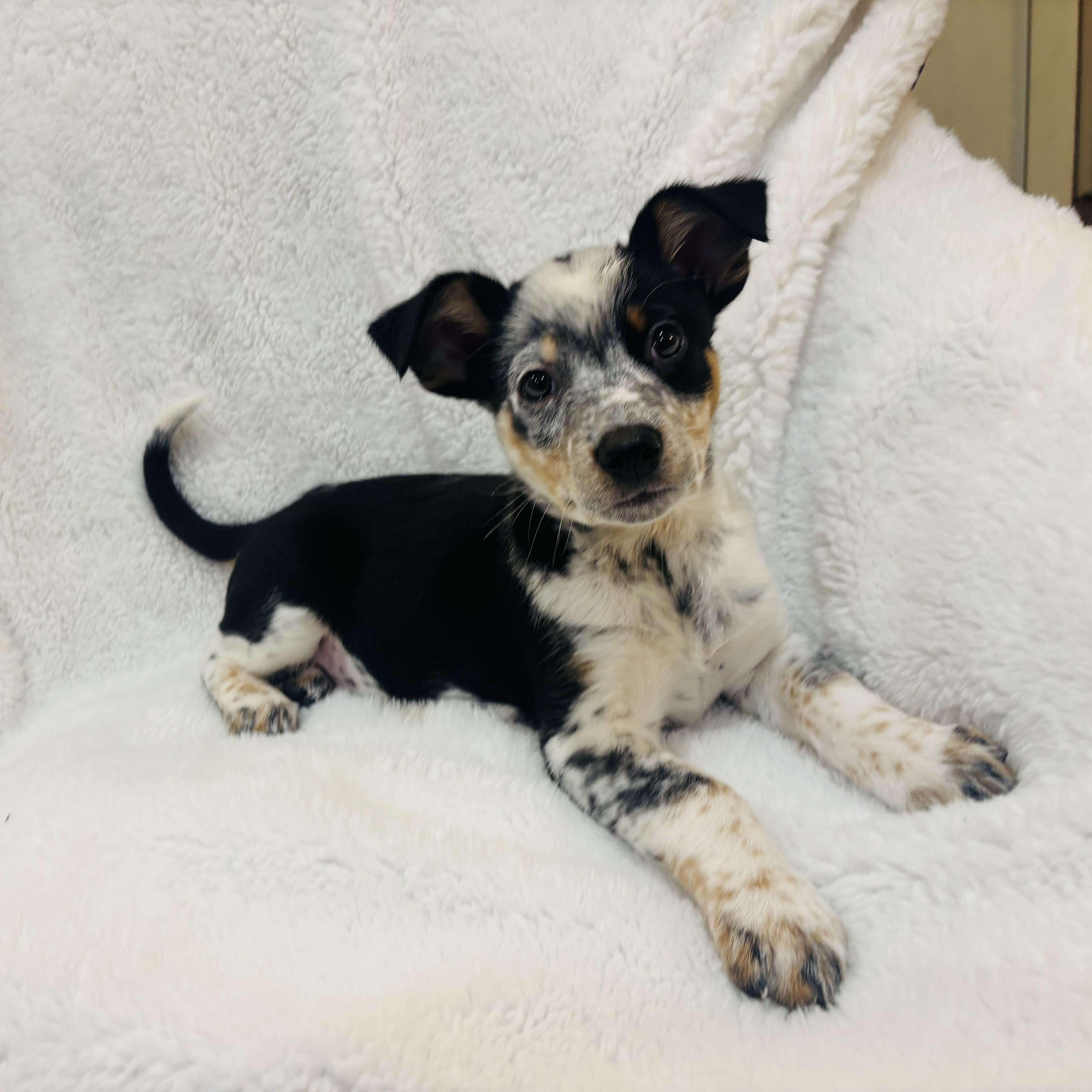 Enlarge Marble, an adopted mixed breed in Copiague, NY image 1/6