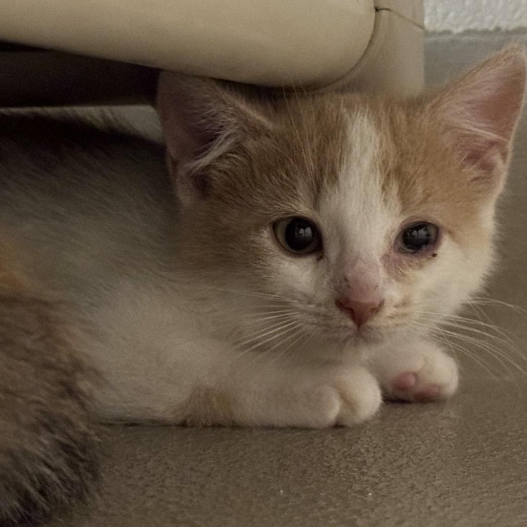 Enlarge Chloe, a Adoptable Domestic Short Hair in Redwood Falls, MN image 1/2