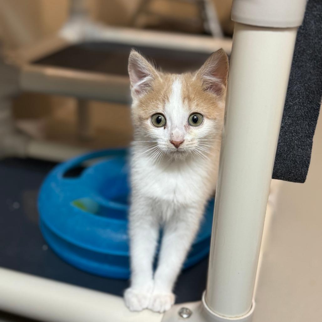 Enlarge Chloe, a Adoptable Domestic Short Hair in Redwood Falls, MN image 2/2