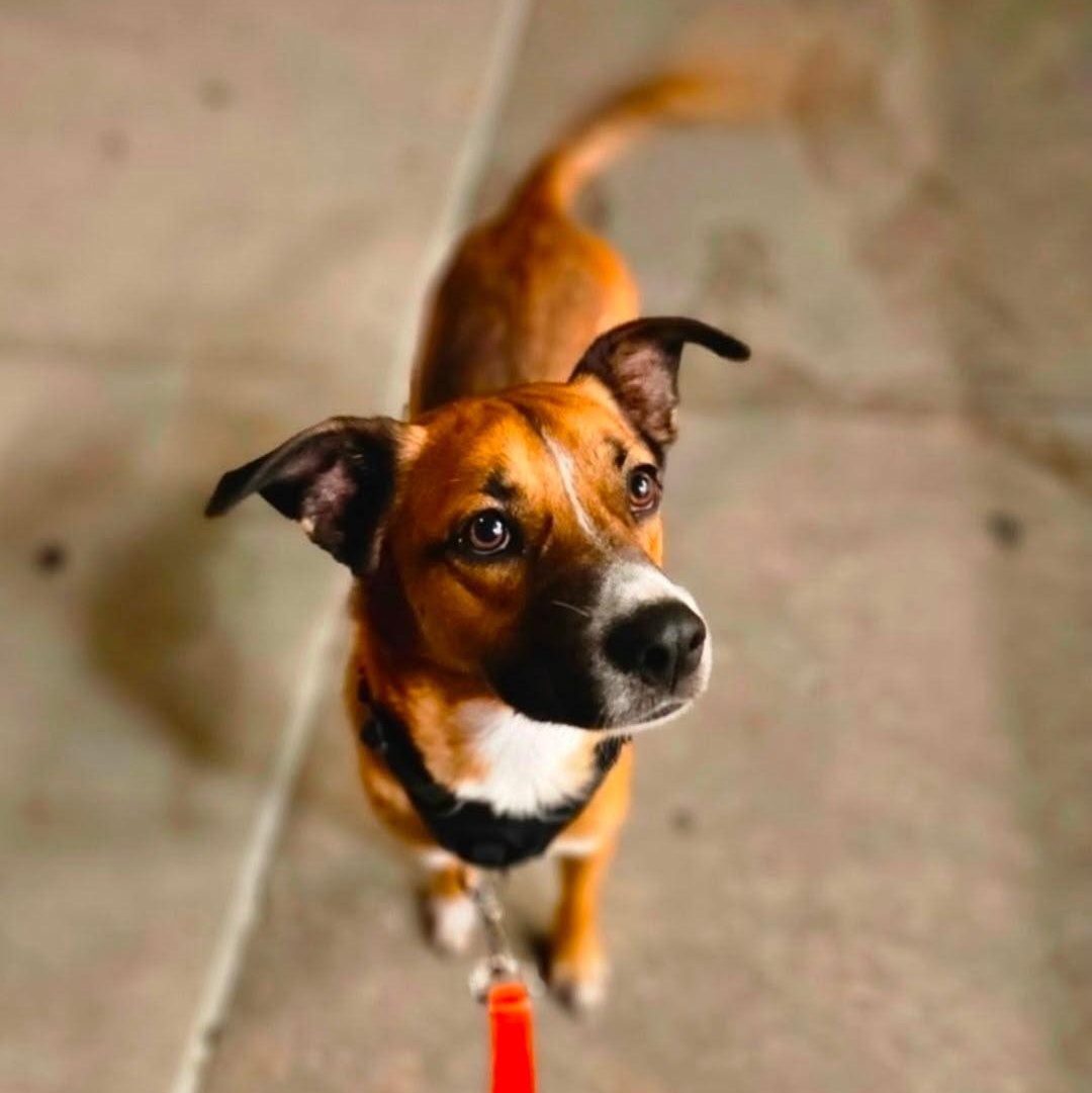 Barkley, a Adoptable mixed breed in New York, NY image 1/5