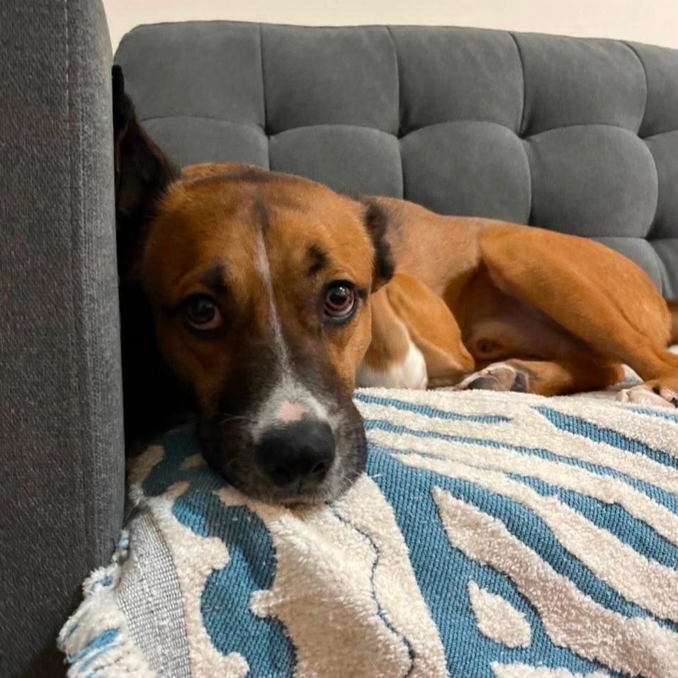 Barkley, a Adoptable mixed breed in New York, NY image 4/5