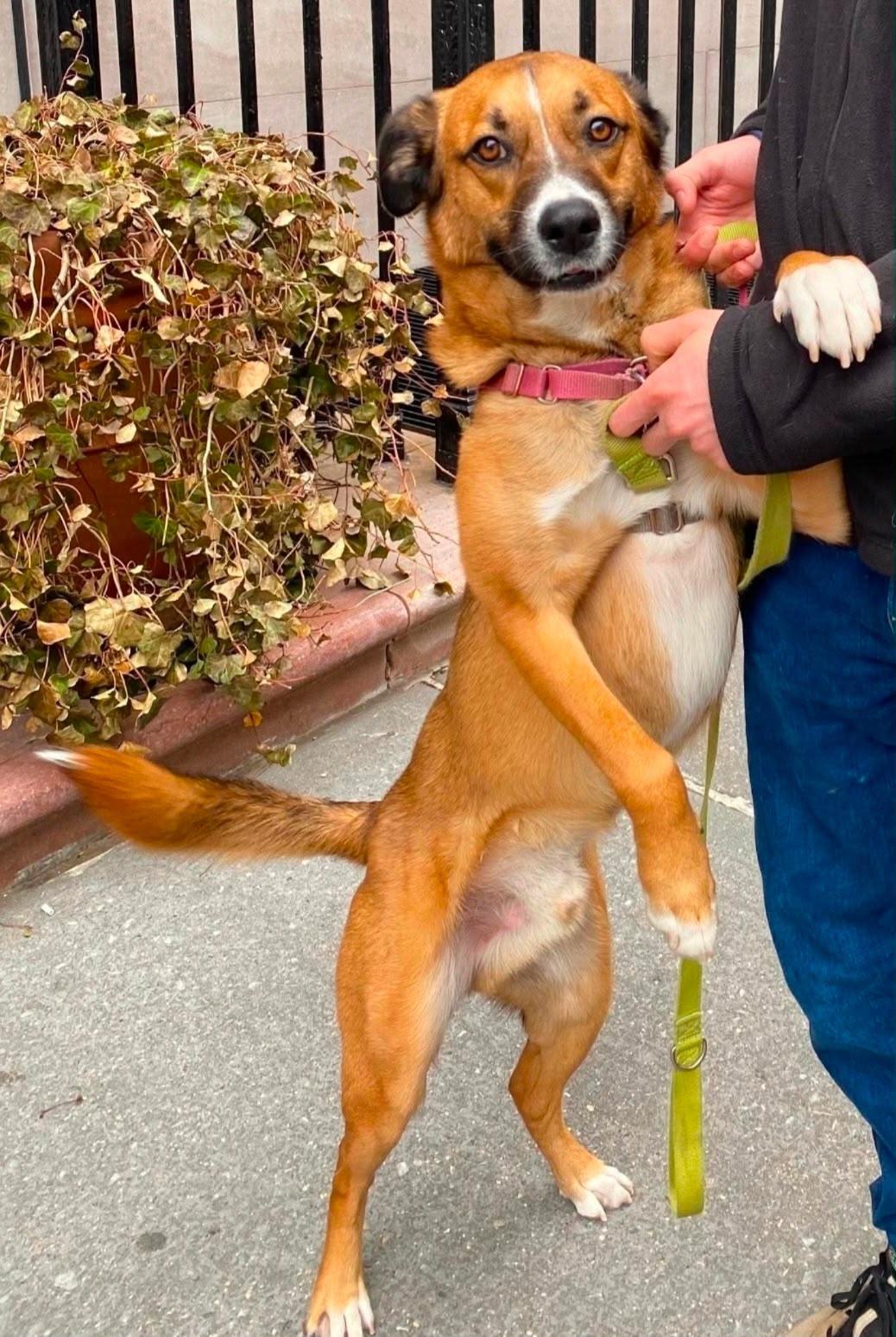 Barkley, a Adoptable mixed breed in New York, NY image 3/5