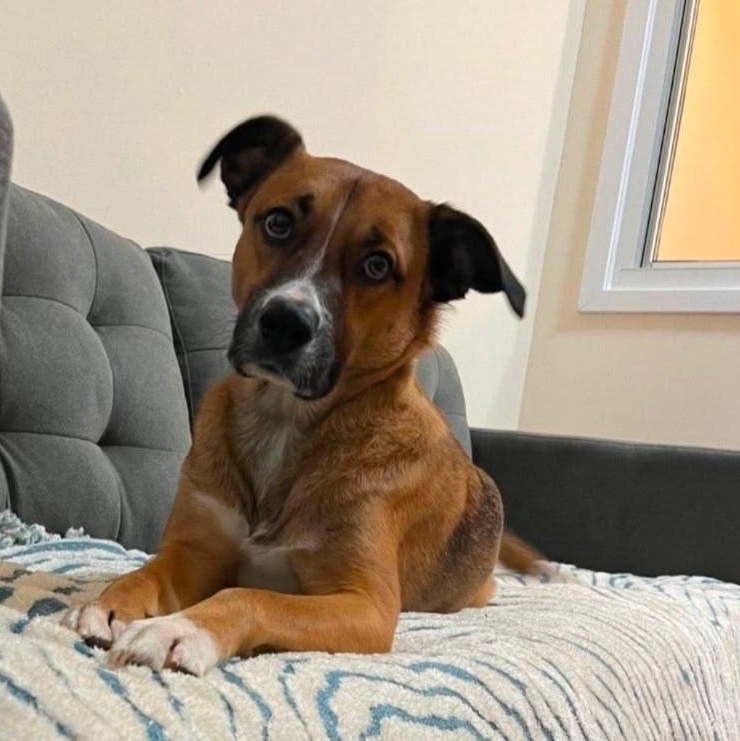 Barkley, a Adoptable mixed breed in New York, NY image 5/5