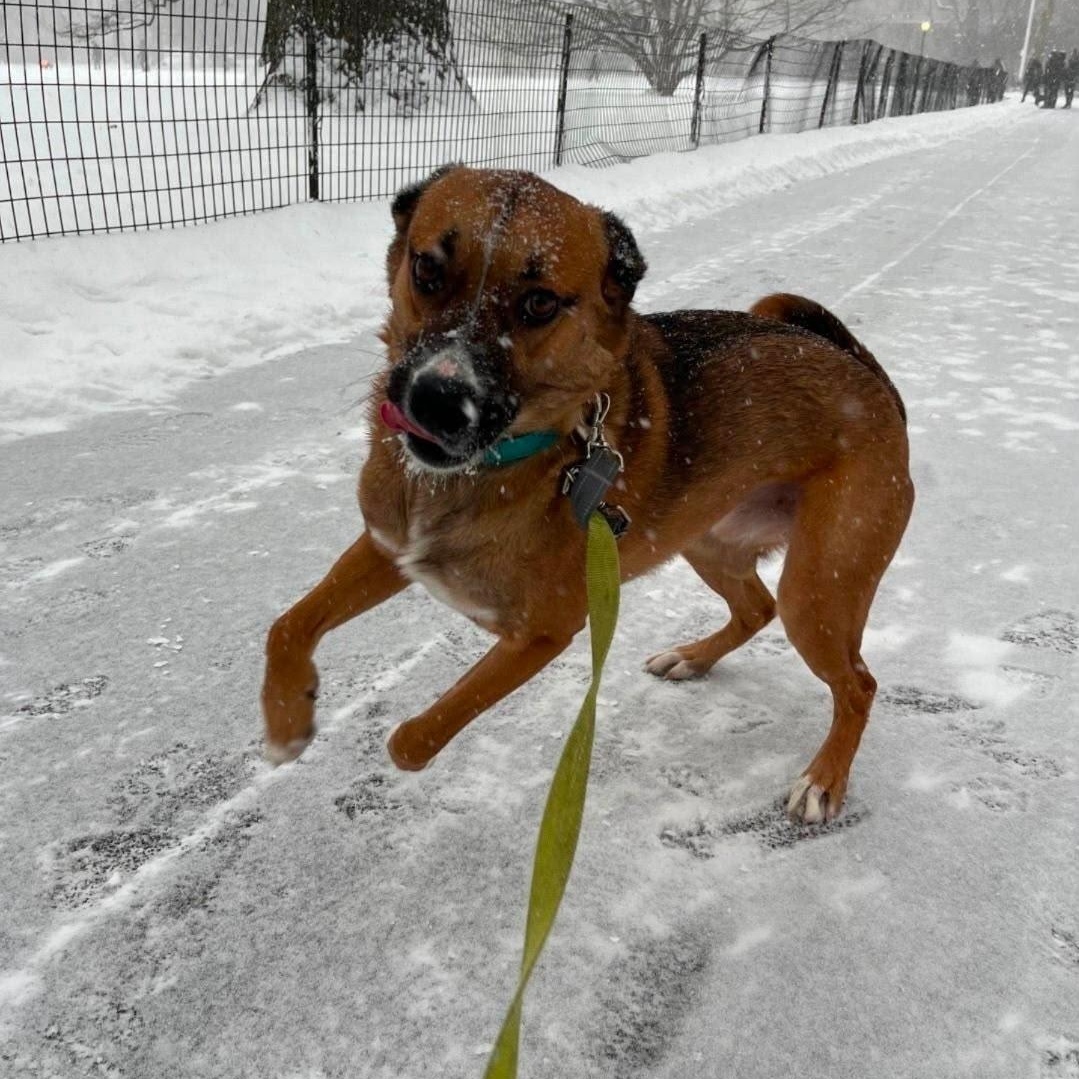 Barkley, a Adoptable mixed breed in New York, NY image 2/5