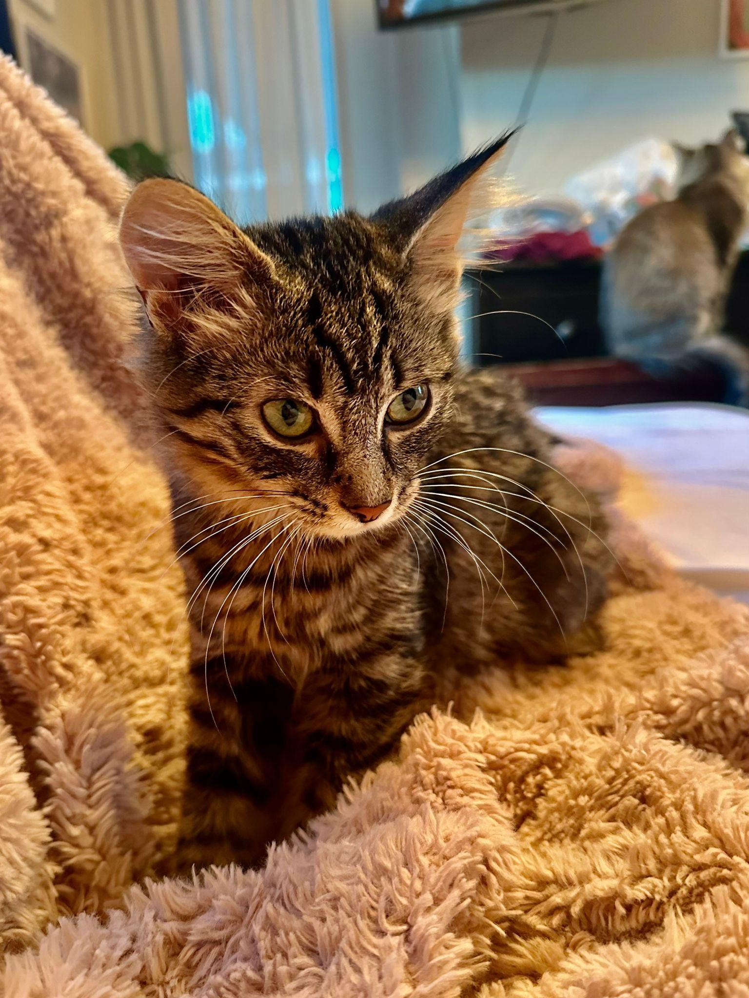 Enlarge Reese & Margo, a Adoptable mixed breed in Newmarket, ON image 2/6