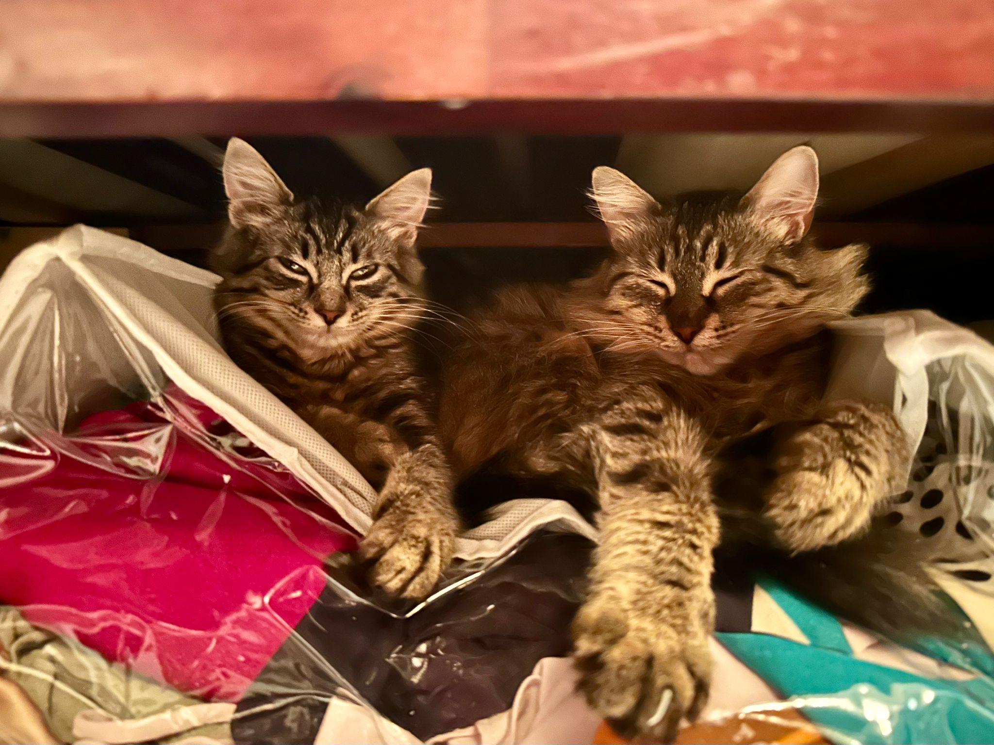 Reese & Margo, Adoptable, Kitten Female Tabby.