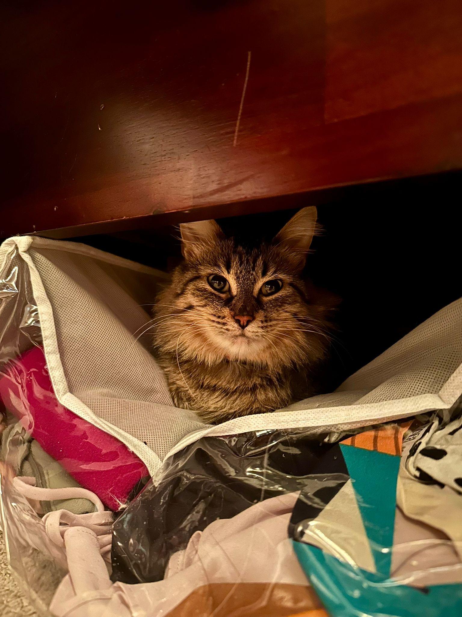 Enlarge Reese & Margo, a Adoptable mixed breed in Newmarket, ON image 4/6