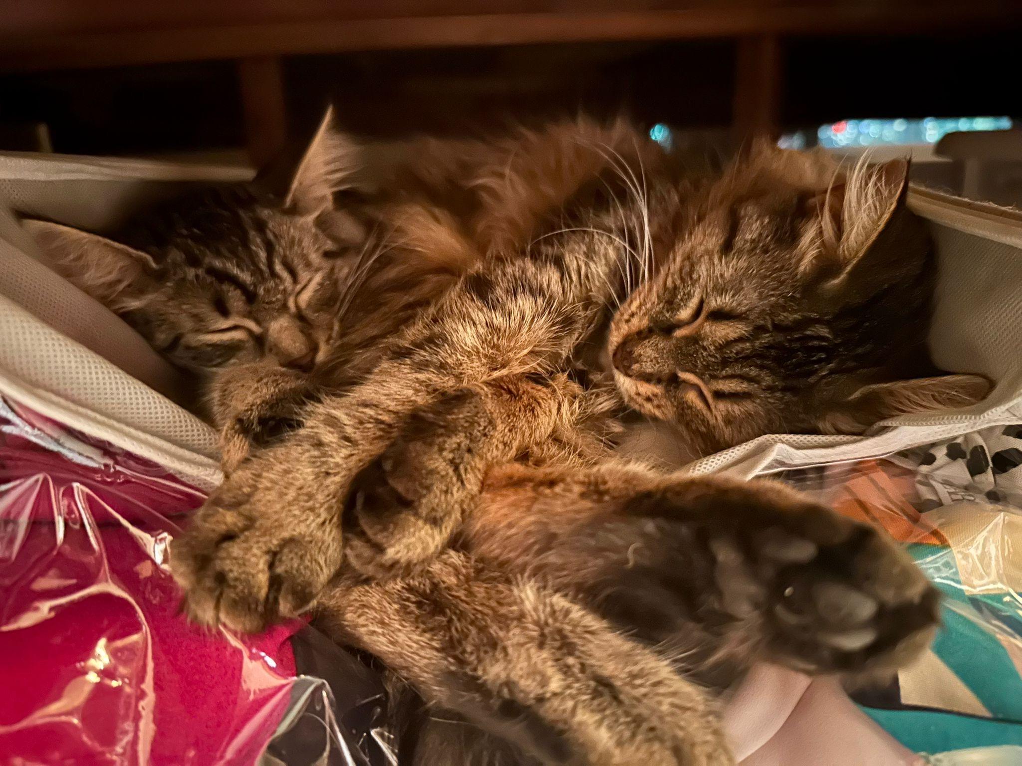 Enlarge Reese & Margo, a Adoptable mixed breed in Newmarket, ON image 5/6