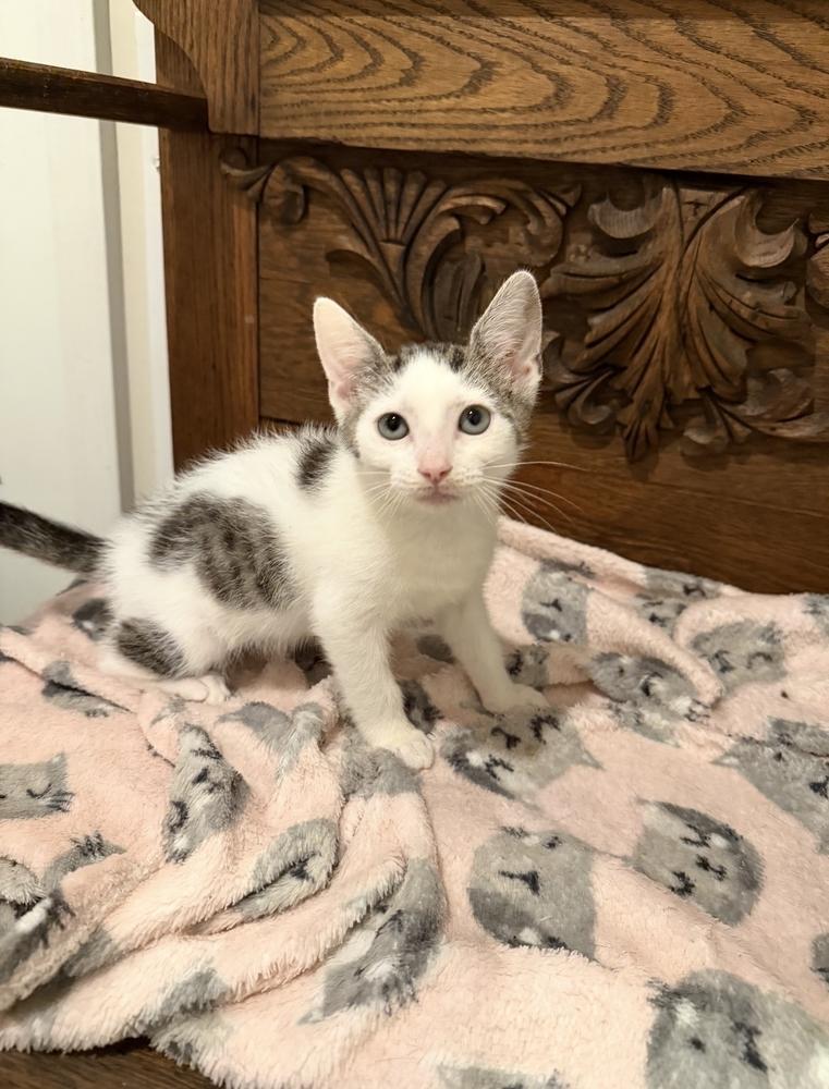 Enlarge Inman, a Adoptable Domestic Short Hair in Marietta, GA image 1/1