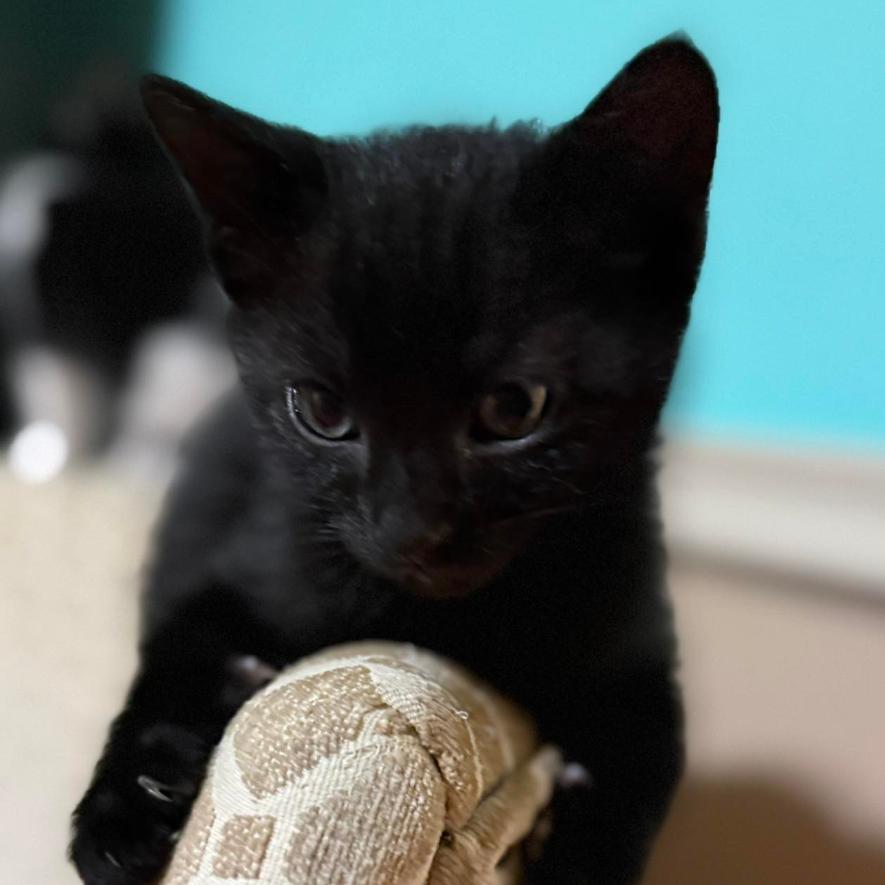 Black Widow, Adoptable, Kitten Male Domestic Short Hair.