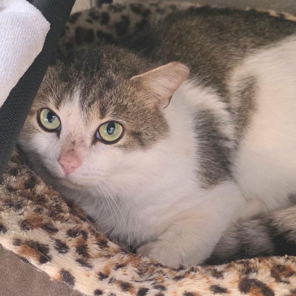 Enlarge Unpaid Invoice, a Adoptable Domestic Short Hair in Gloucester, VA image 1/2