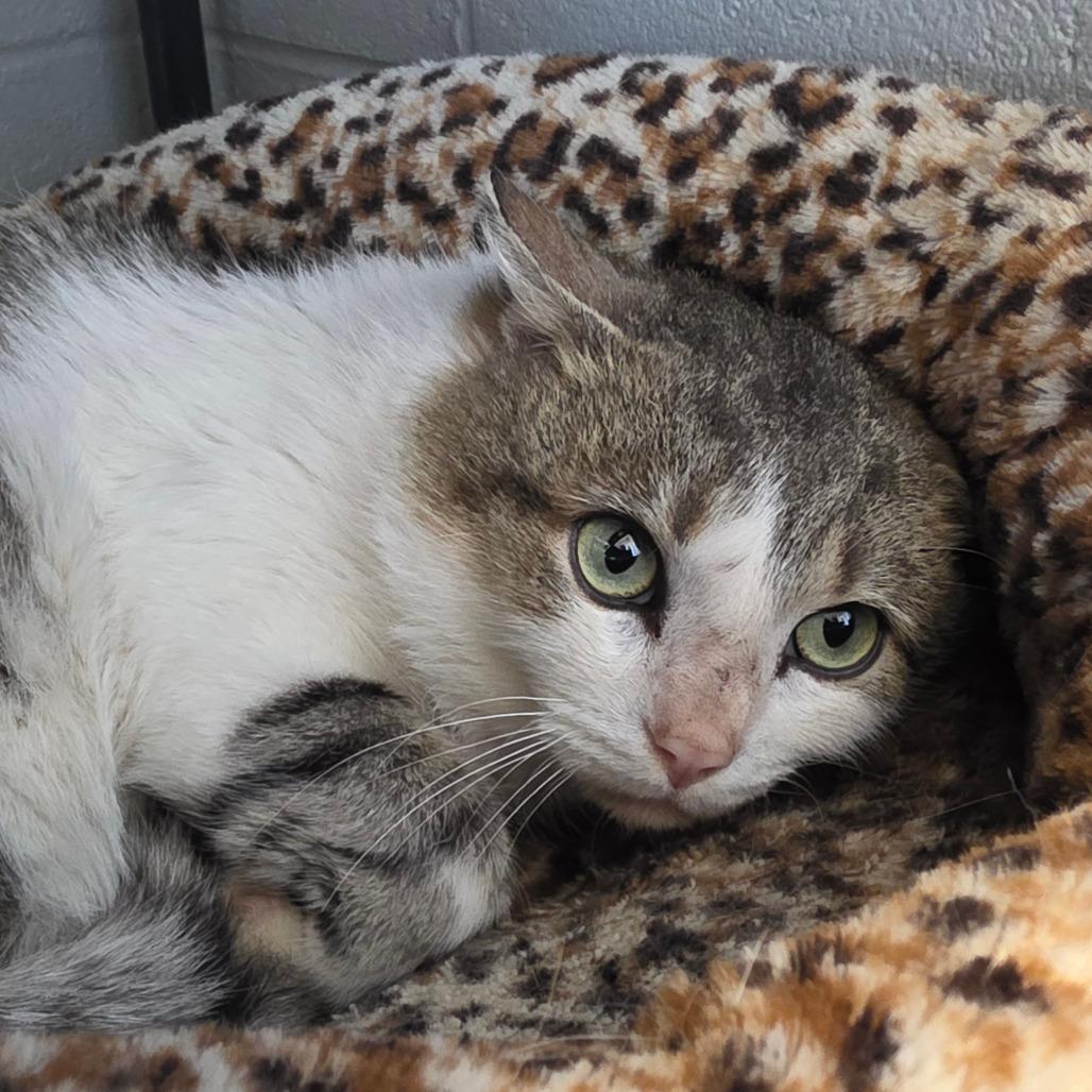 Enlarge Unpaid Invoice, a Adoptable Domestic Short Hair in Gloucester, VA image 2/2