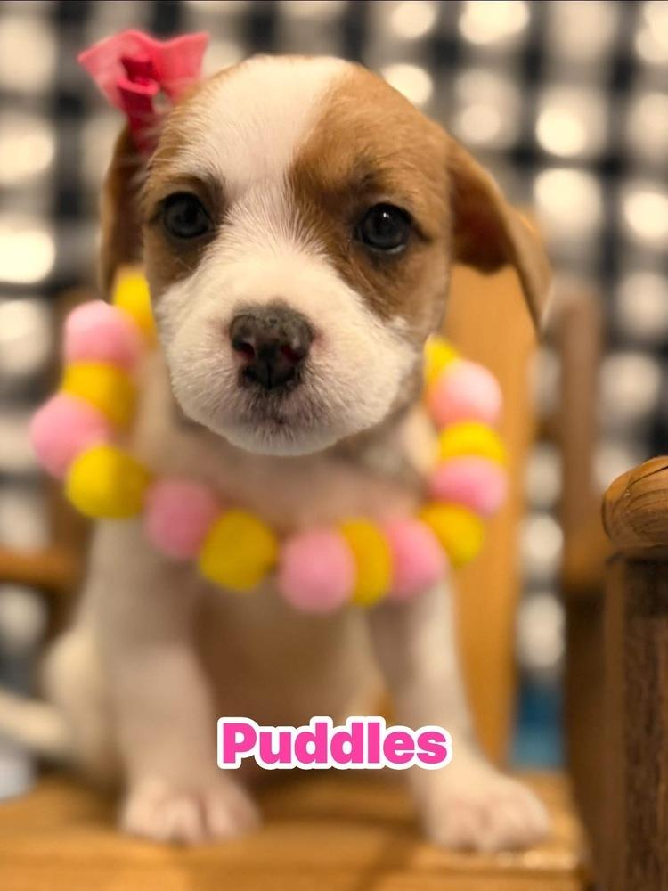 Puddles, Adoptable, Puppy Female Shih Tzu & Terrier.