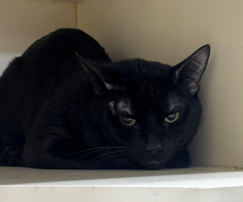 ZORRO, Adoptable, Young Male Domestic Short Hair.