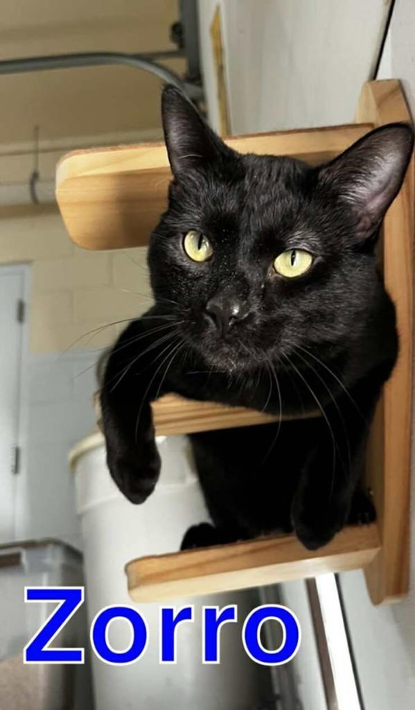 ZORRO, a Adoptable mixed breed in Hastings, MI image 2/3