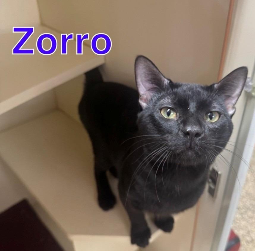 Enlarge ZORRO, a Adoptable mixed breed in Hastings, MI image 2/2