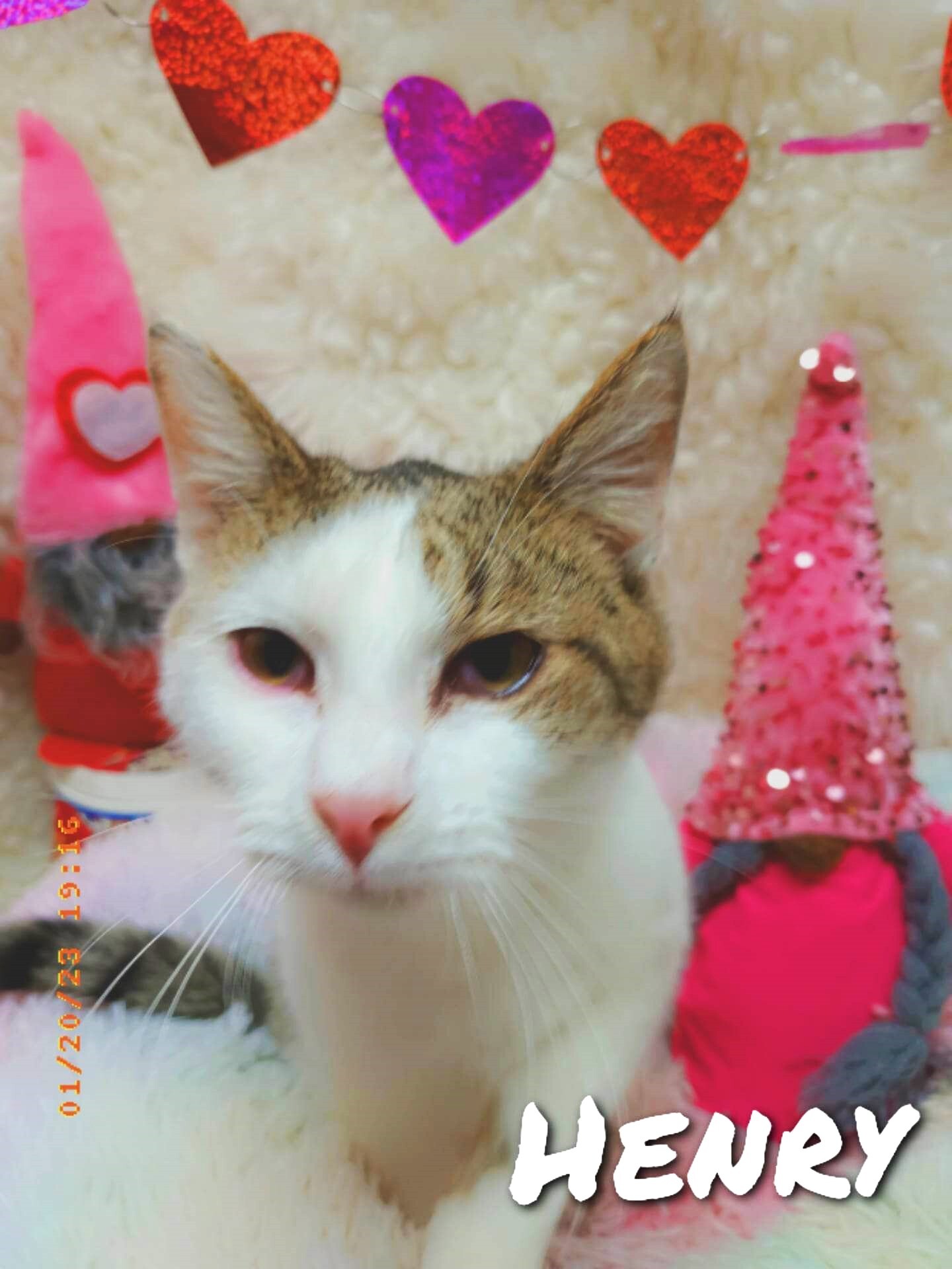 Henry, Adopted, Adult Male Tabby.