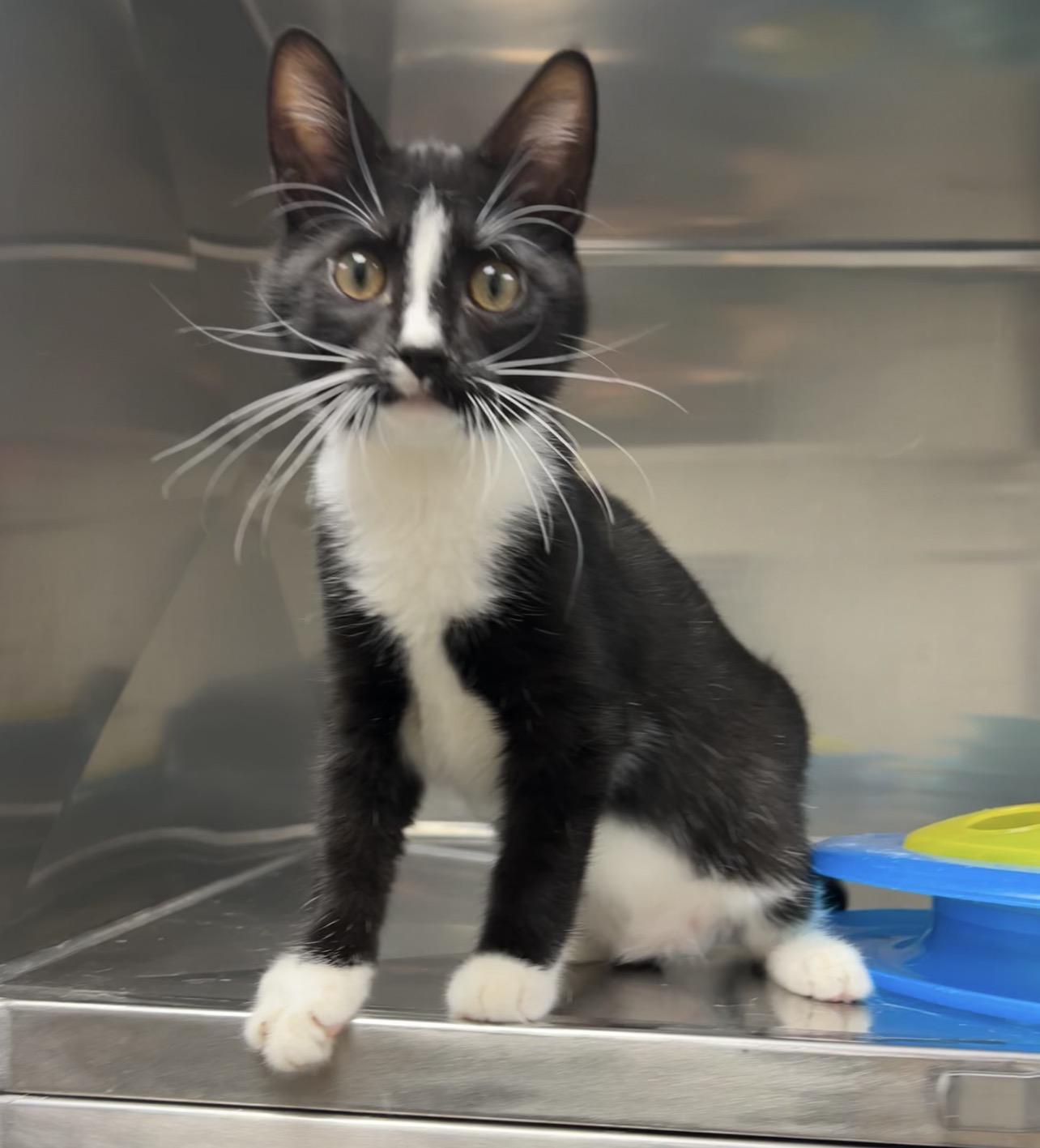Crab Cake, a Adoptable Domestic Short Hair in Montville, NJ image 1/2