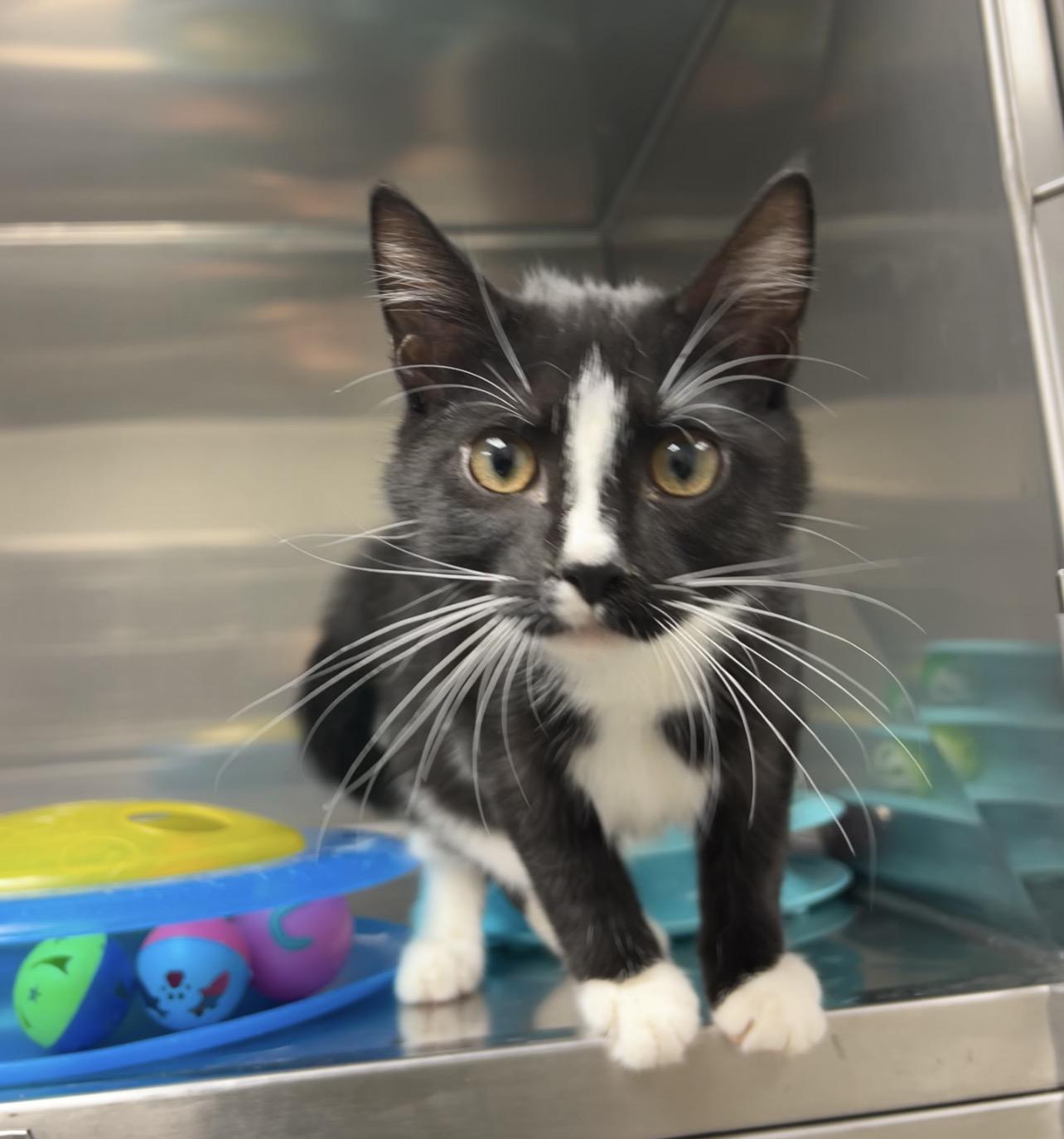 Crab Cake, a Adoptable Domestic Short Hair in Montville, NJ image 2/2