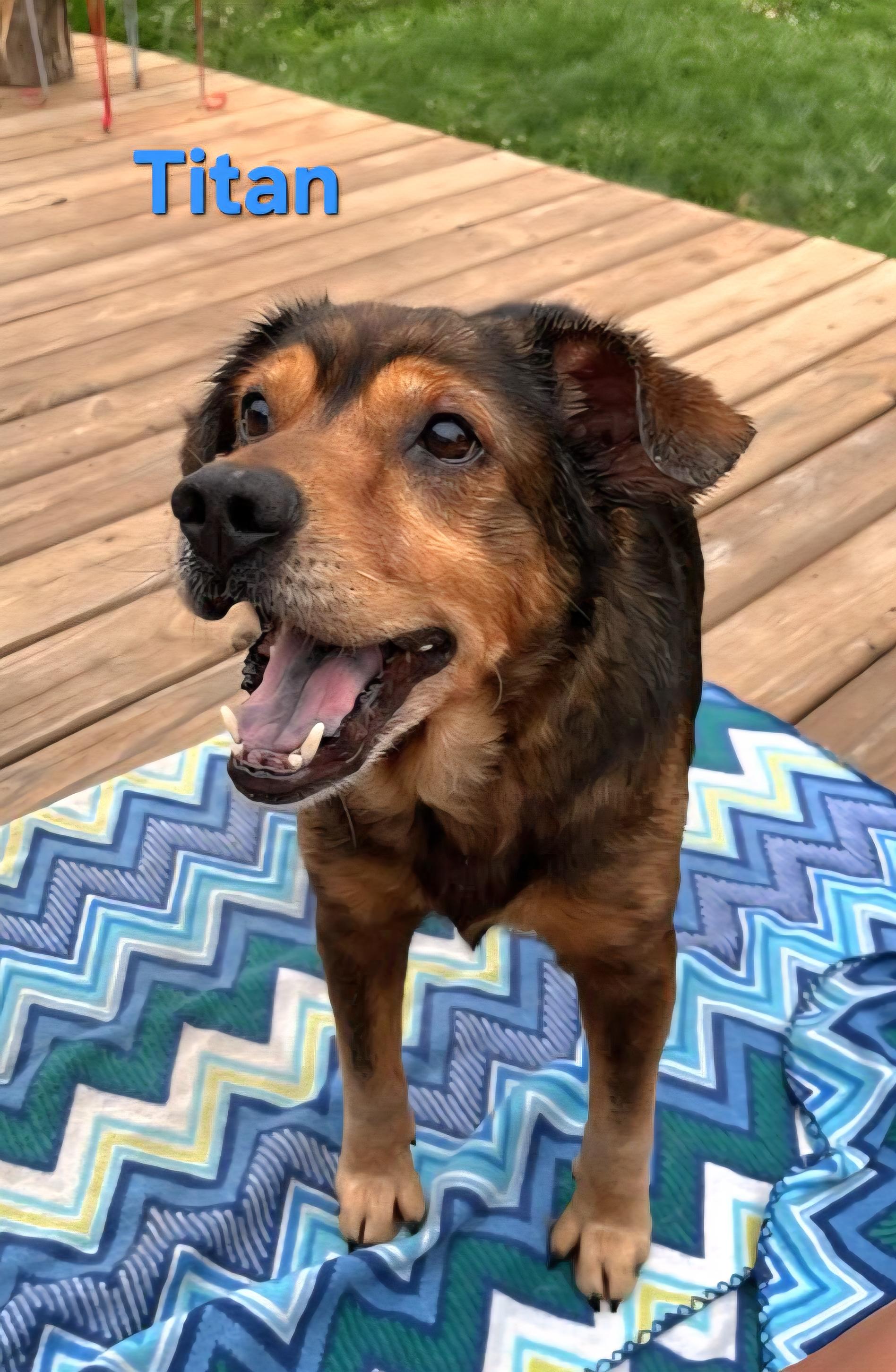Enlarge Titian, a Adoptable mixed breed in Clinton, MO image 2/2