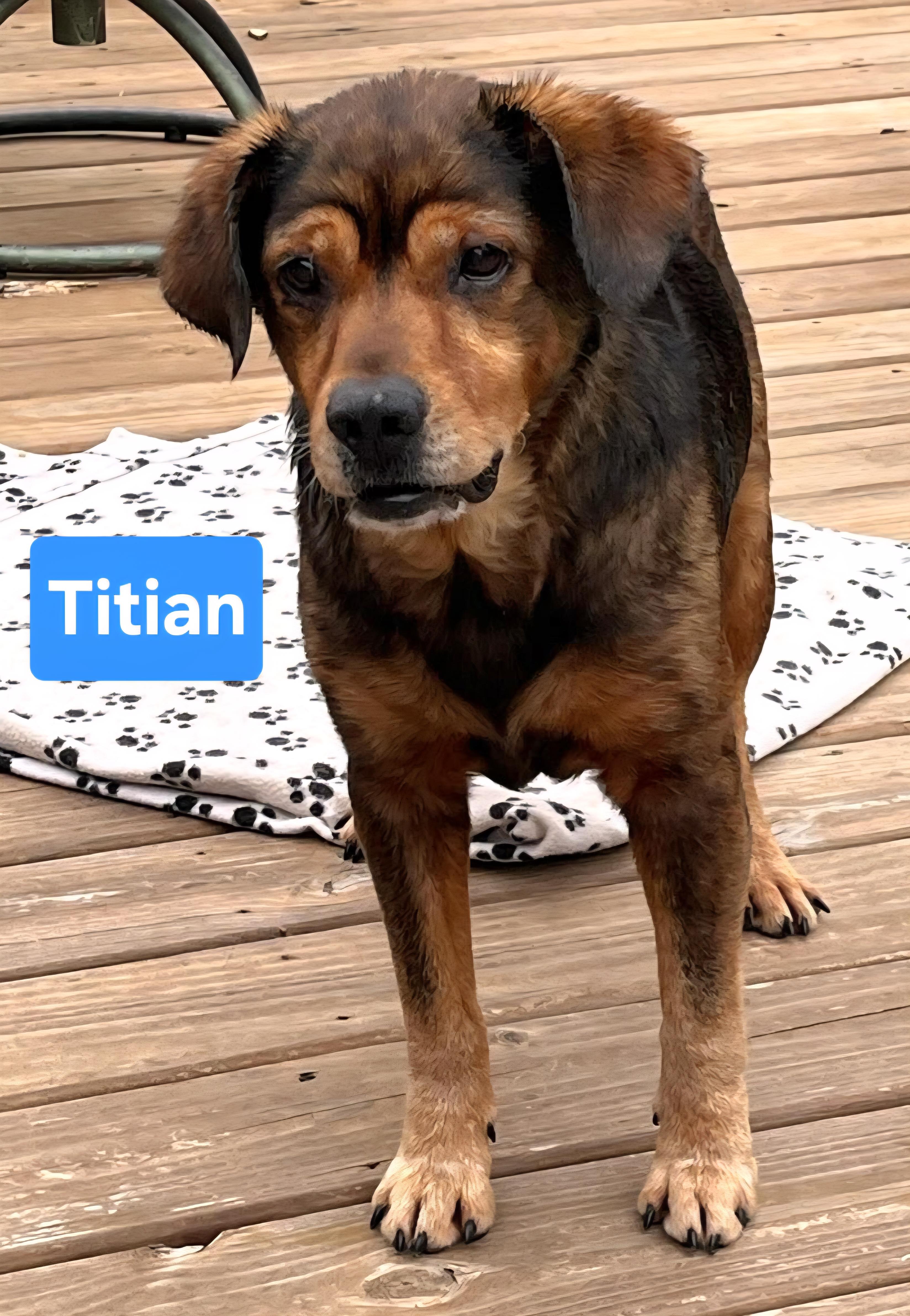 Titian, Adoptable, Adult Male Hound.