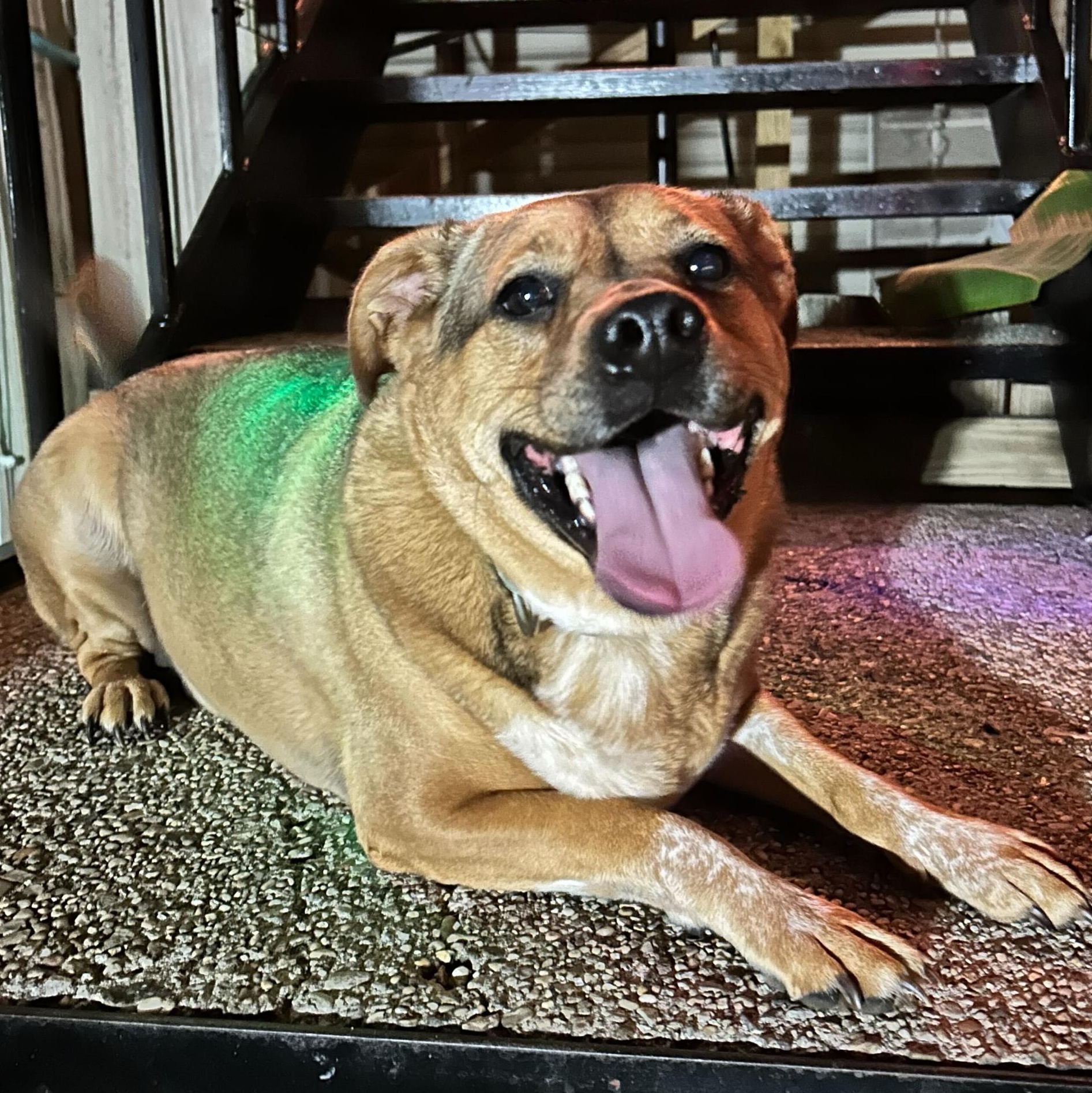 Meet Olive  Your One-and-Only All-in Companion Olive is a 3-year-old 52-pound Beagle mix with a h