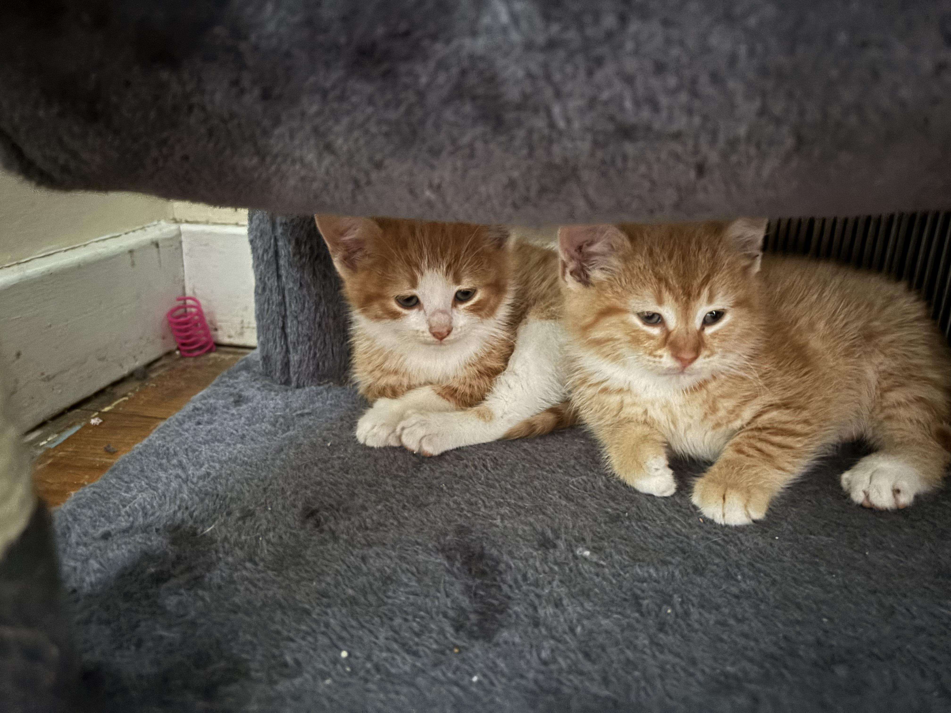 Zeus, Adopted, Young Male Domestic Short Hair.