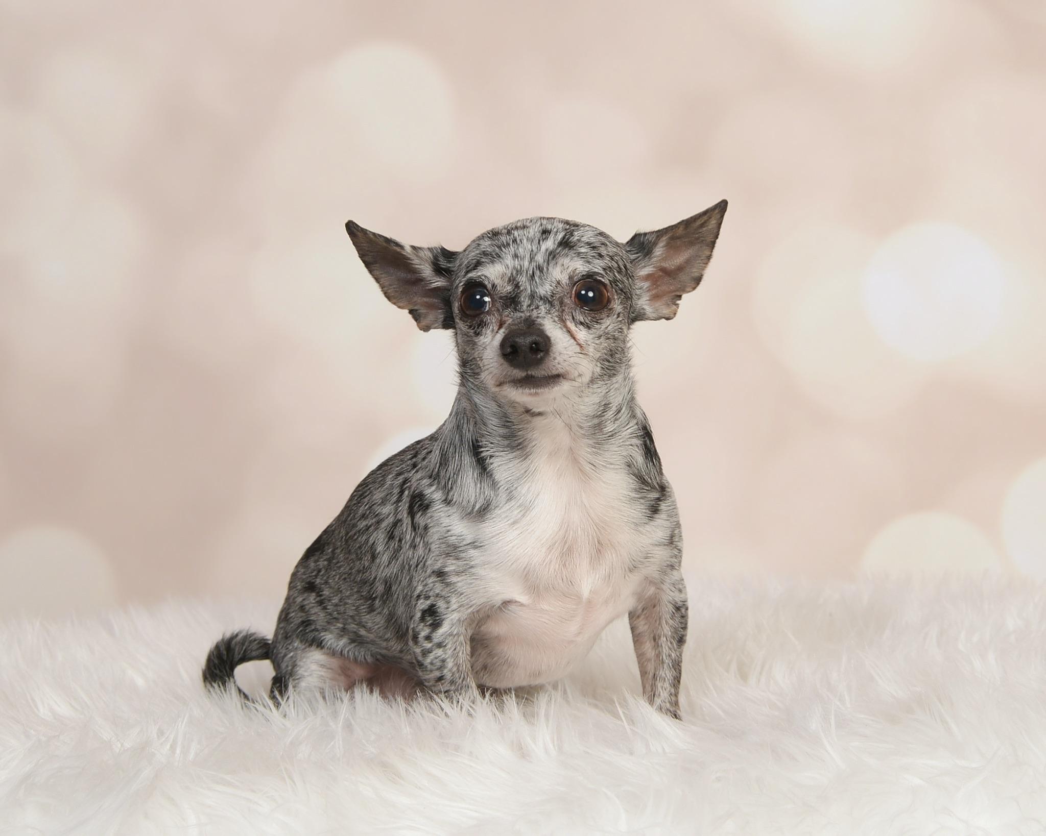 Pico, Young Male Chihuahua