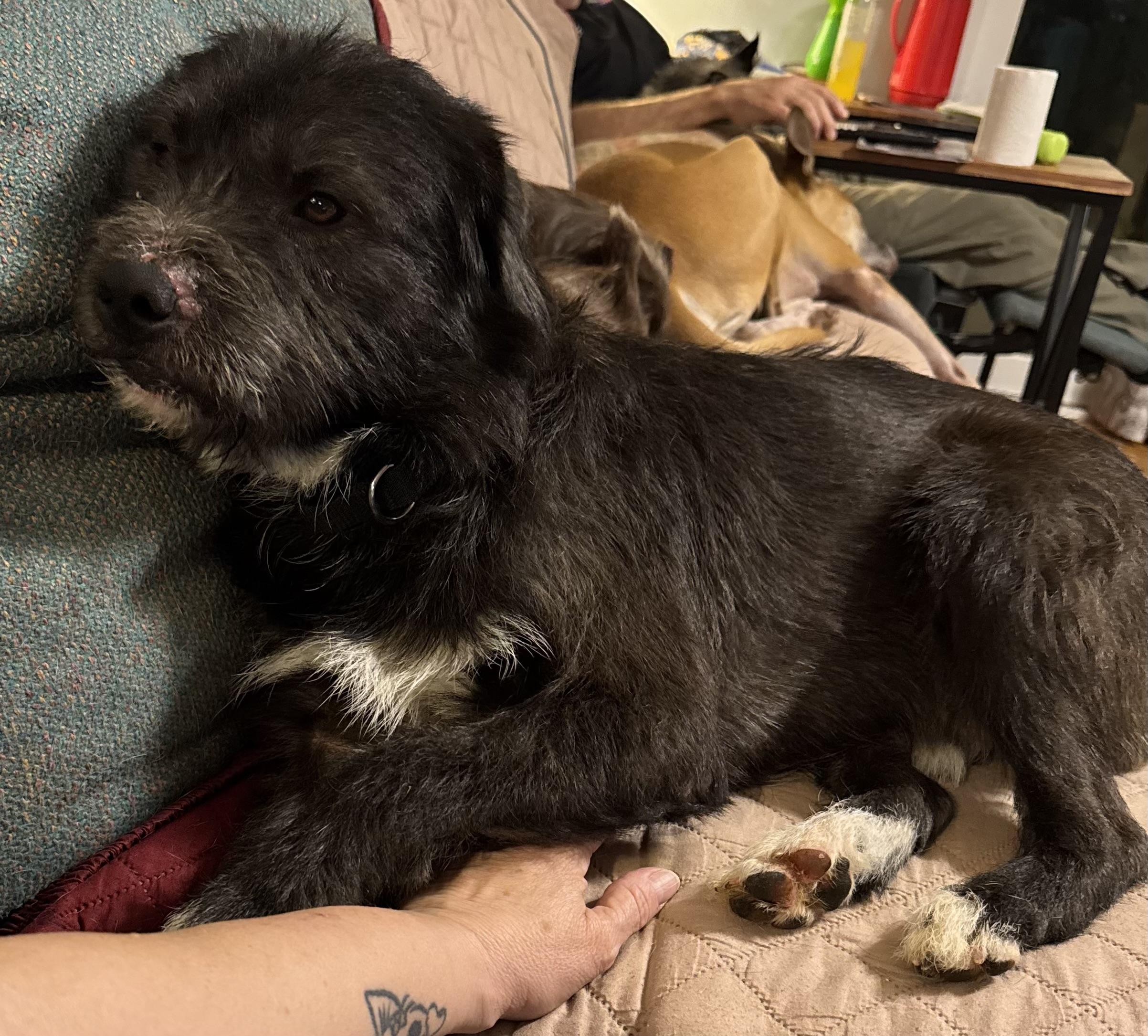 Gable, adoptable, Young Male Border Terrier & Miniature Schnauzer.