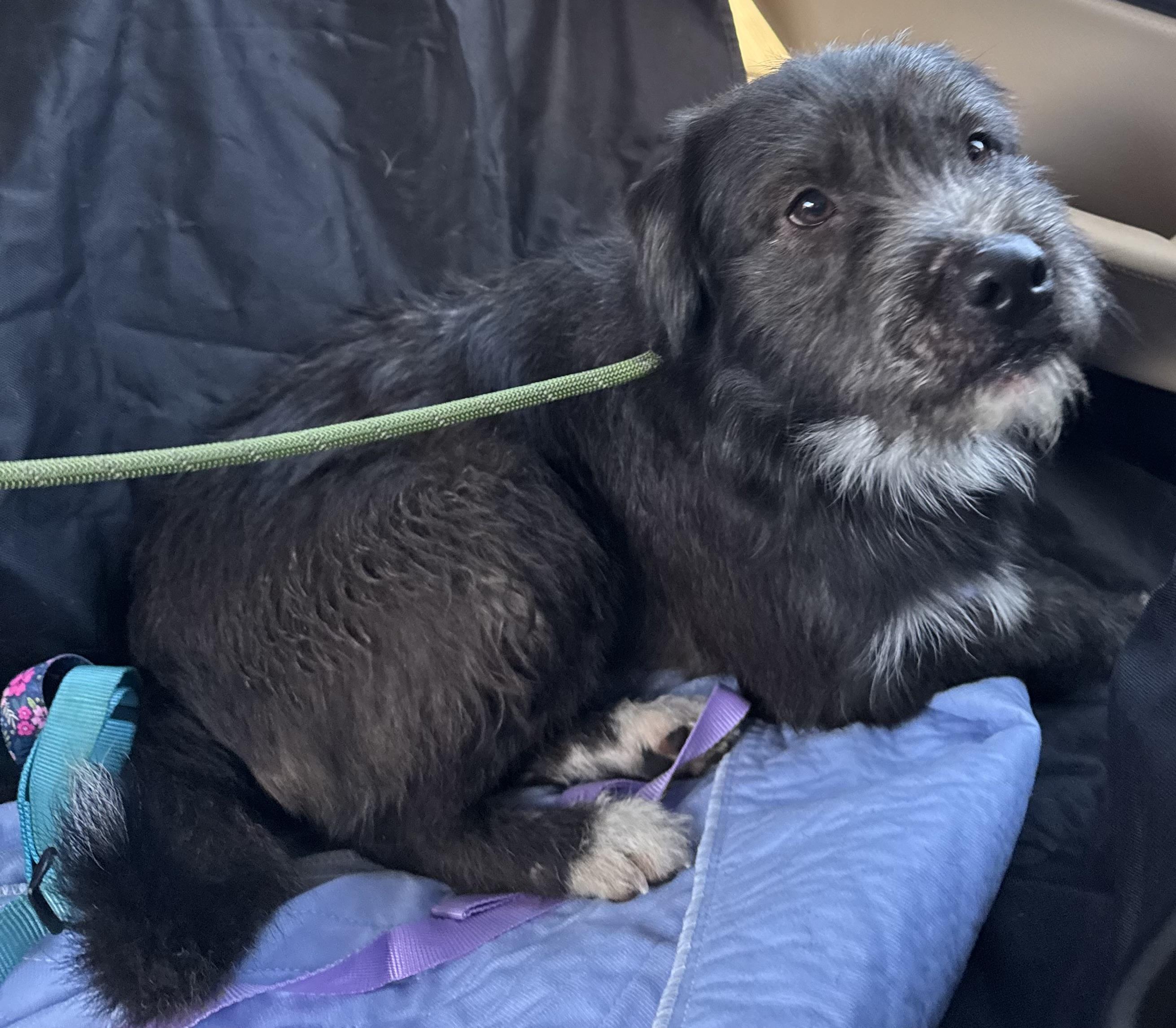 Enlarge Gable, an adoptable mixed breed in Maiden, NC image 2/4