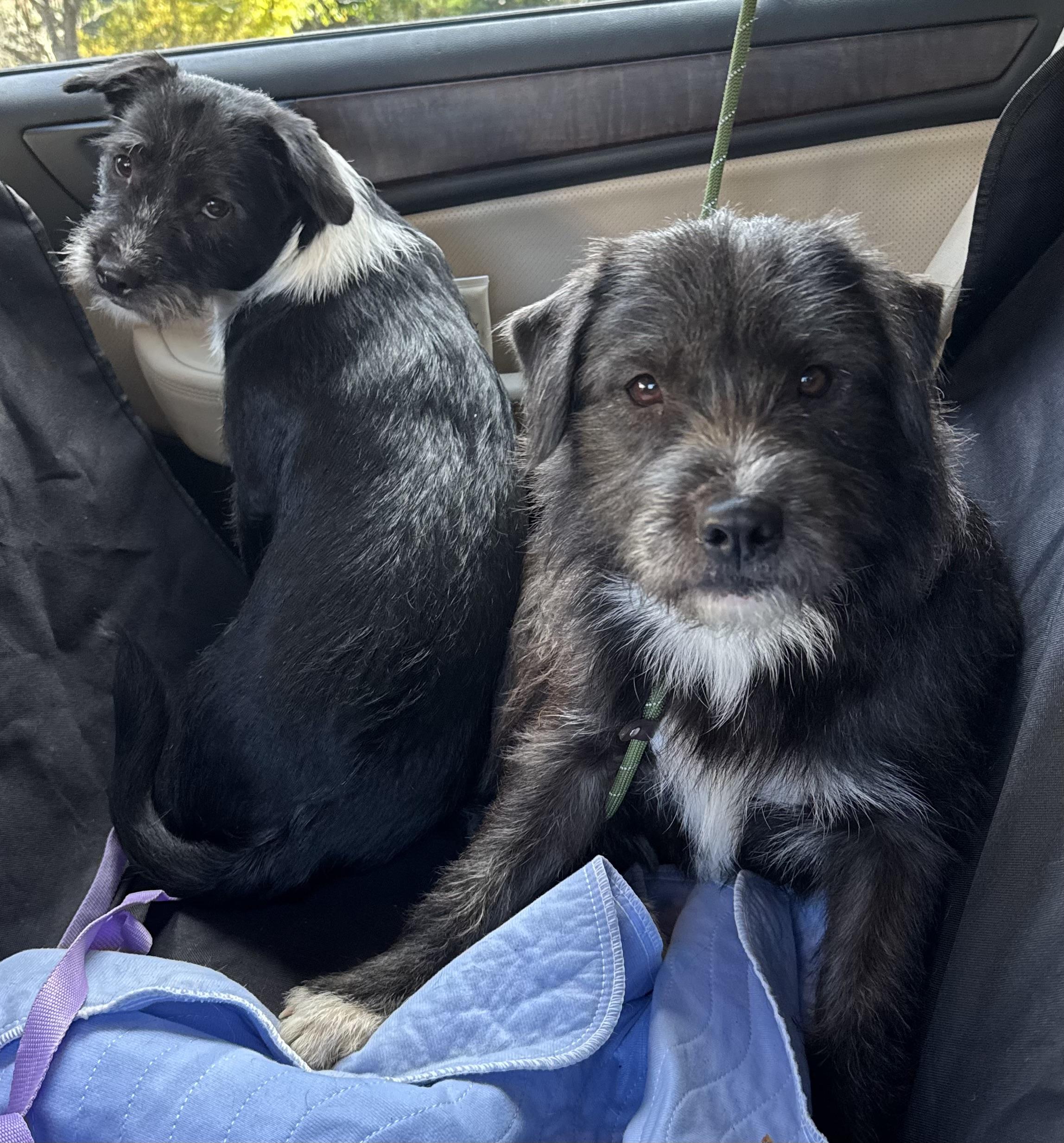 Enlarge Gable, an adoptable mixed breed in Maiden, NC image 3/4