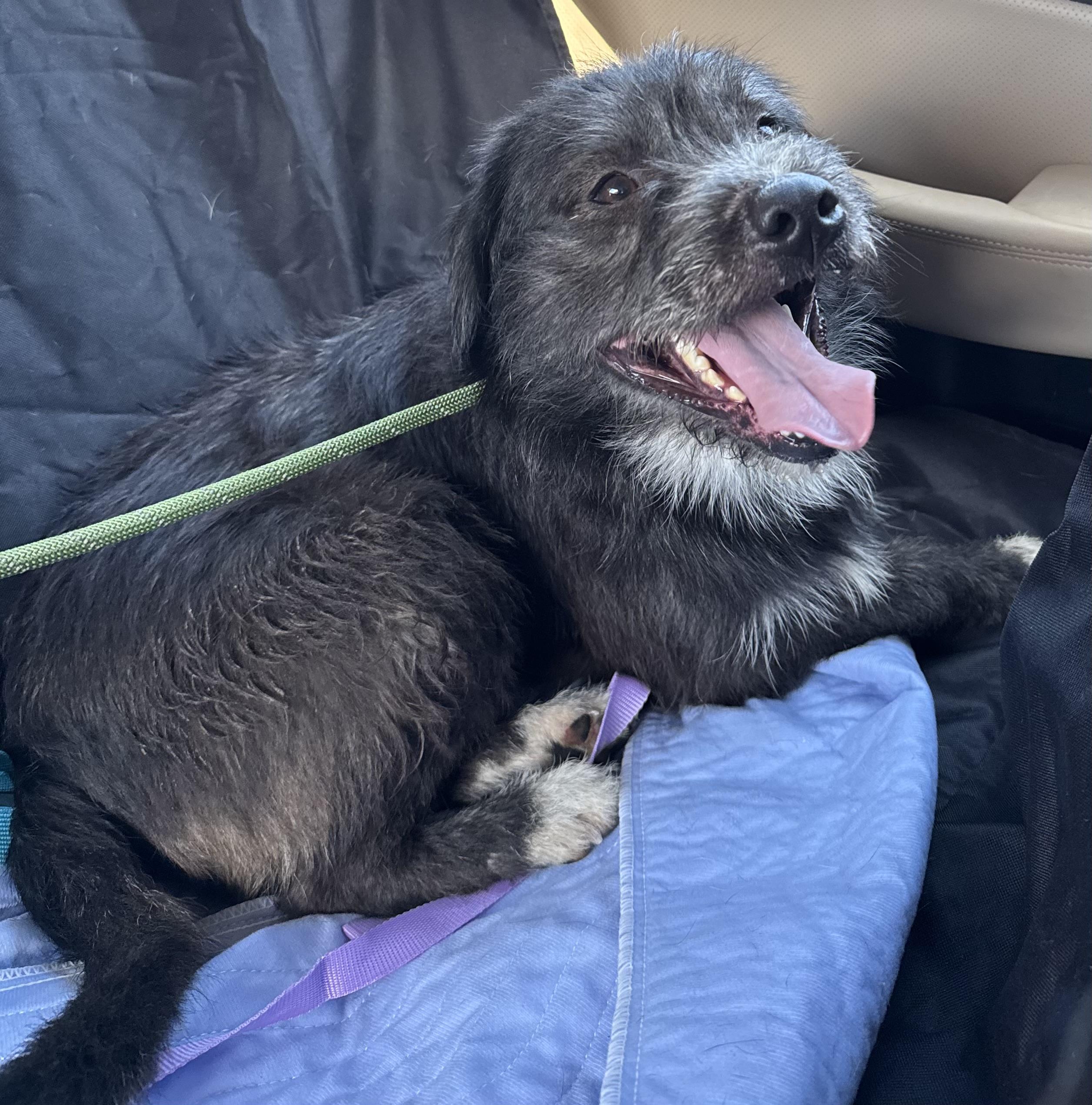 Enlarge Gable, an adoptable mixed breed in Maiden, NC image 4/4
