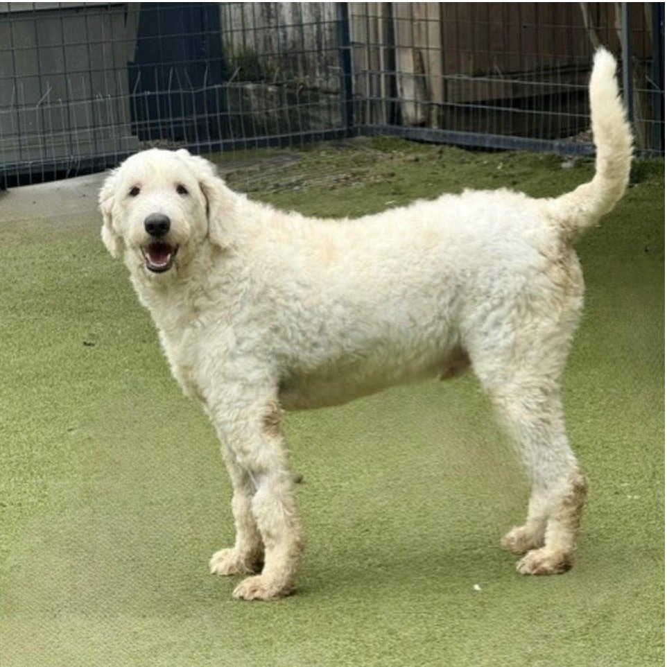 Dougal, a Adoptable mixed breed in nanuet, NY image 3/6