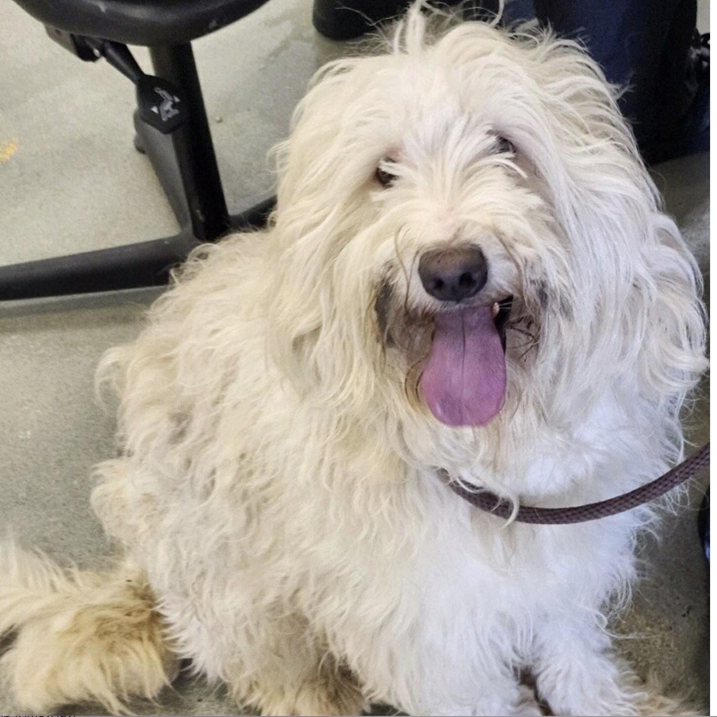 Dougal, a Adoptable mixed breed in nanuet, NY image 5/6