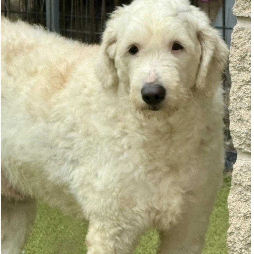 Dougal, a Adoptable mixed breed in nanuet, NY image 1/6