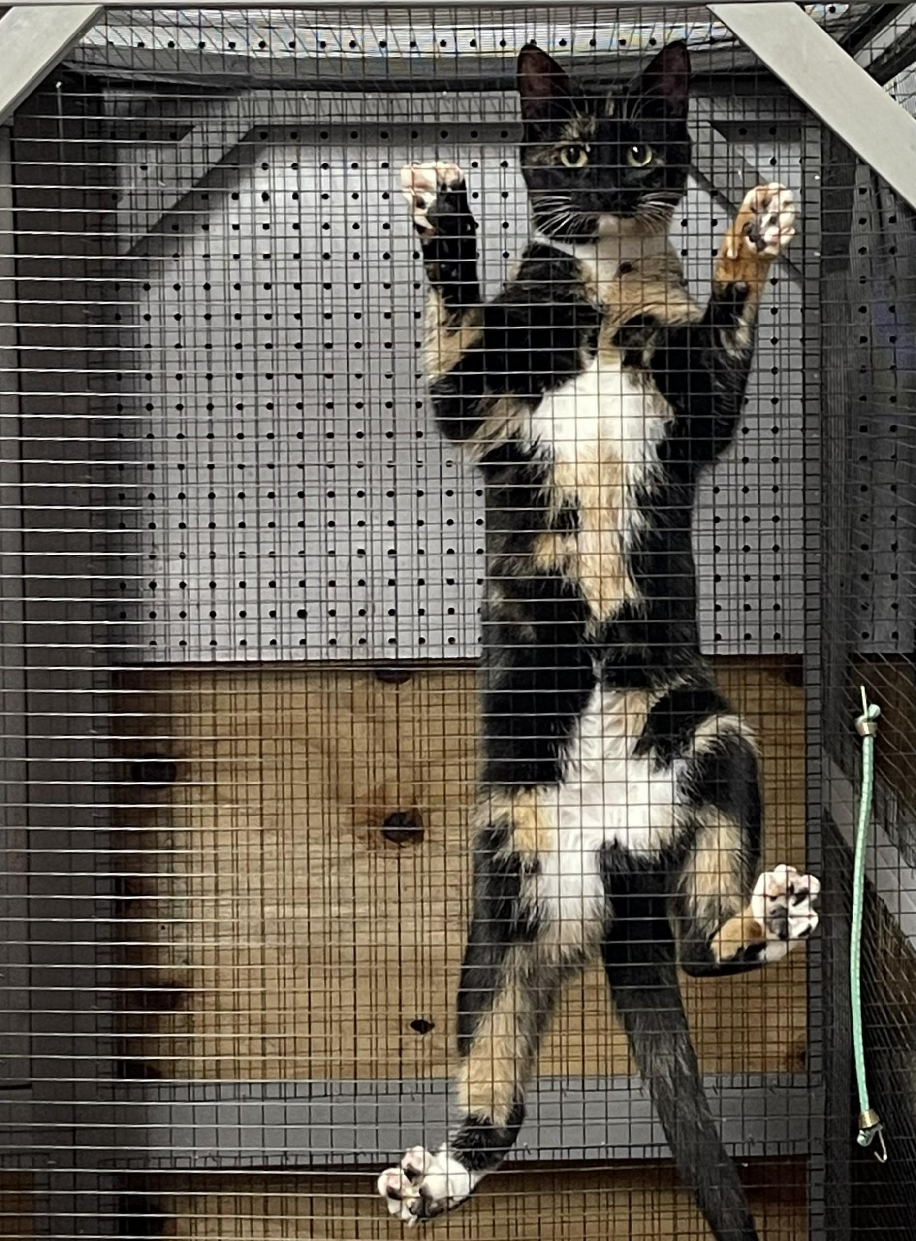 Enlarge Shelly Belle, a ADOPTABLE American Shorthair in Roscoe, NY image 2/2