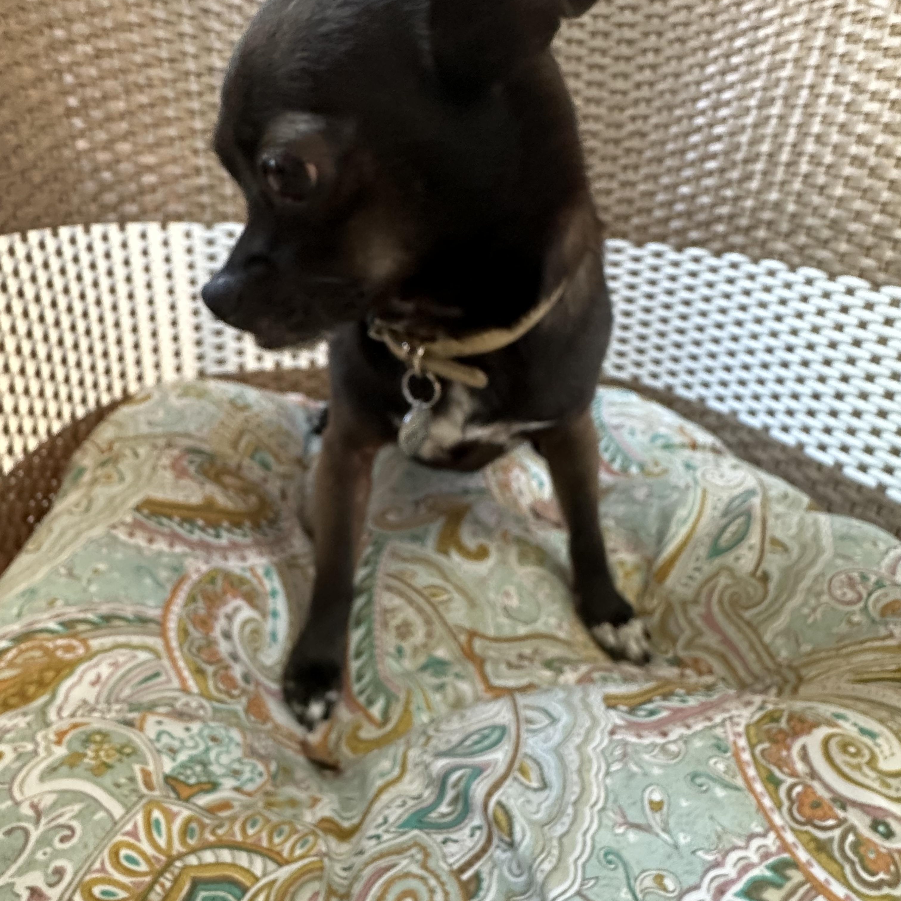 Enlarge Gabby, a ADOPTABLE Chihuahua in Plano, TX image 3/3