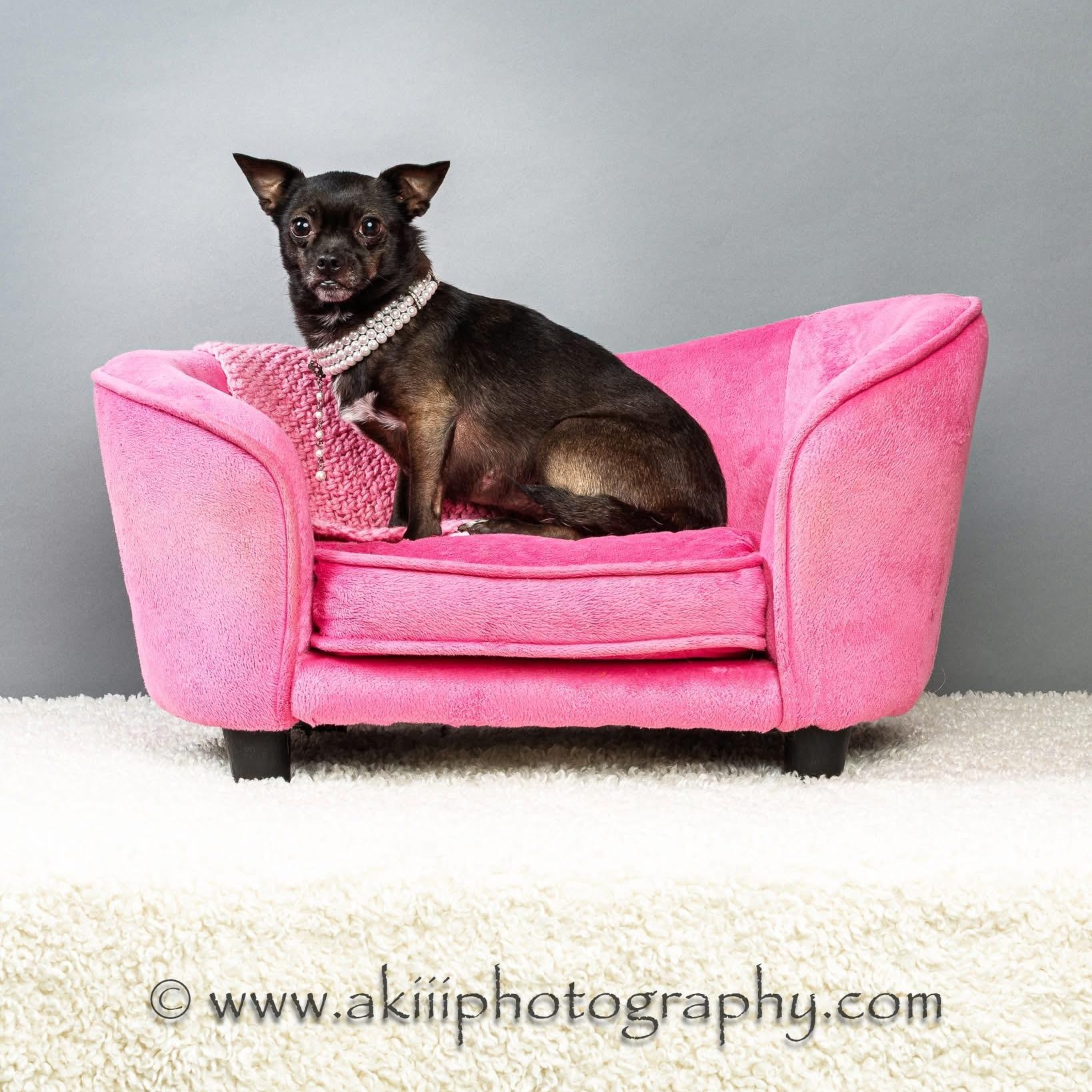 Gabby, ADOPTABLE, Senior Female Chihuahua.