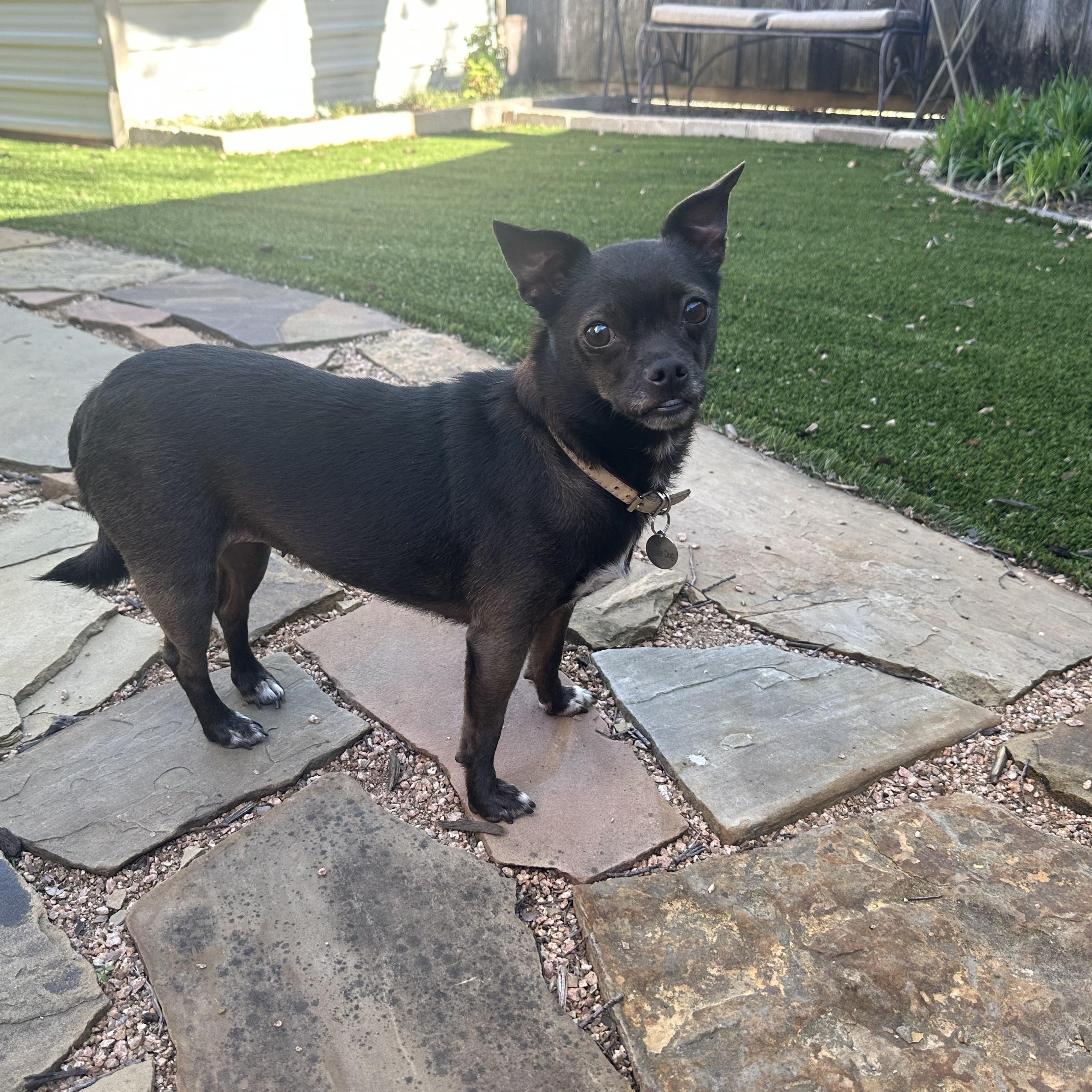 Enlarge Gabby, a ADOPTABLE Chihuahua in Plano, TX image 1/3