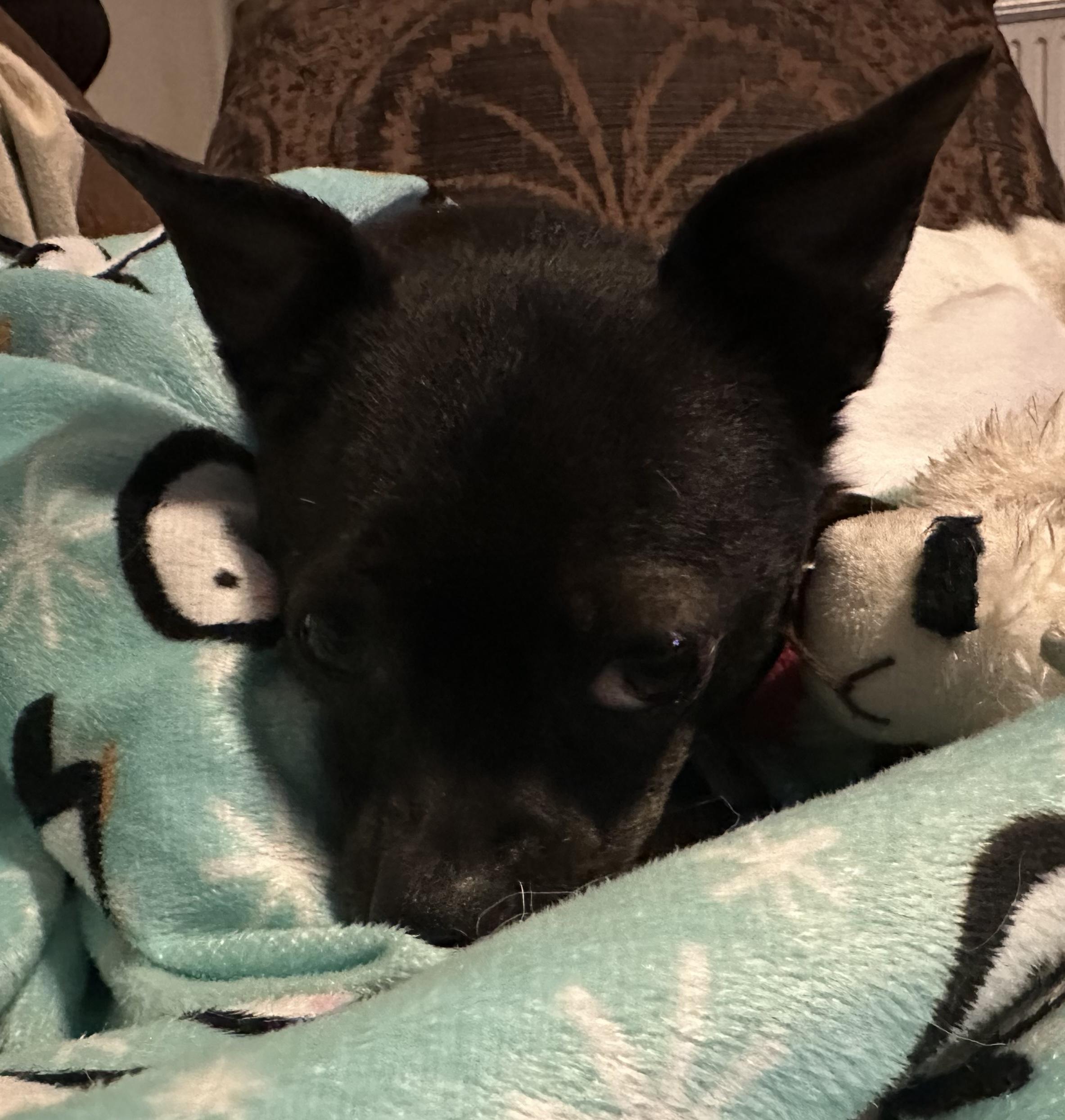 Enlarge Gabby, a ADOPTABLE Chihuahua in Plano, TX image 2/3