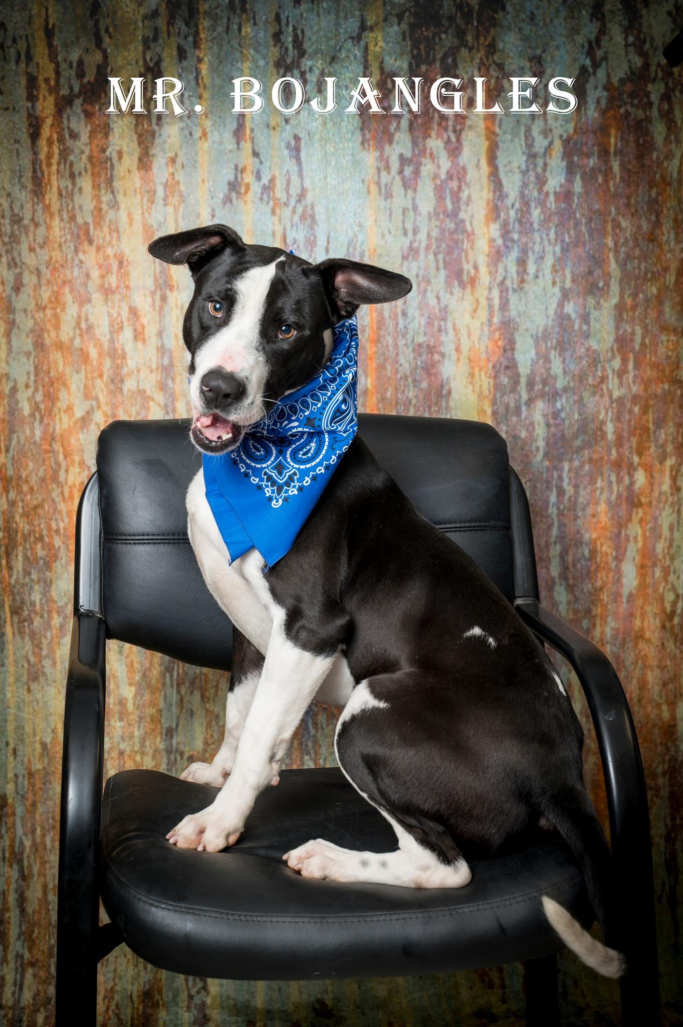 Enlarge Mr. Bojangles, an adoptable Mixed Breed in North Myrtle Beach, SC image 1/3