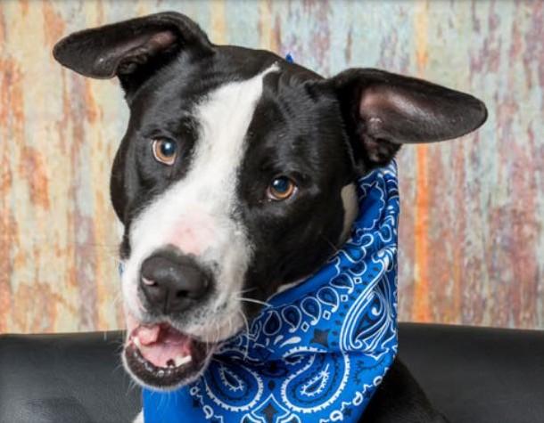 Enlarge Mr. Bojangles, an adoptable Mixed Breed in North Myrtle Beach, SC image 2/4