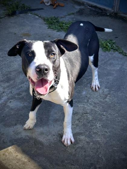 Enlarge Mr. Bojangles, an adoptable Mixed Breed in North Myrtle Beach, SC image 3/3