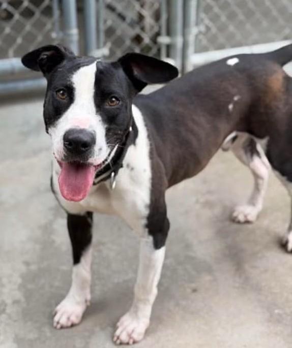 Mr. Bojangles, an adoptable Mixed Breed in North Myrtle Beach, SC image 2/5