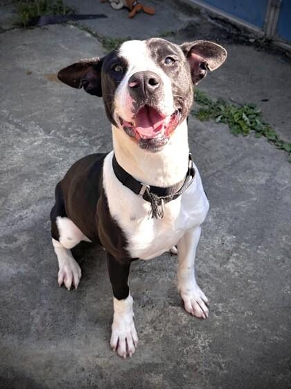 Enlarge Mr. Bojangles, an adoptable Mixed Breed in North Myrtle Beach, SC image 2/3